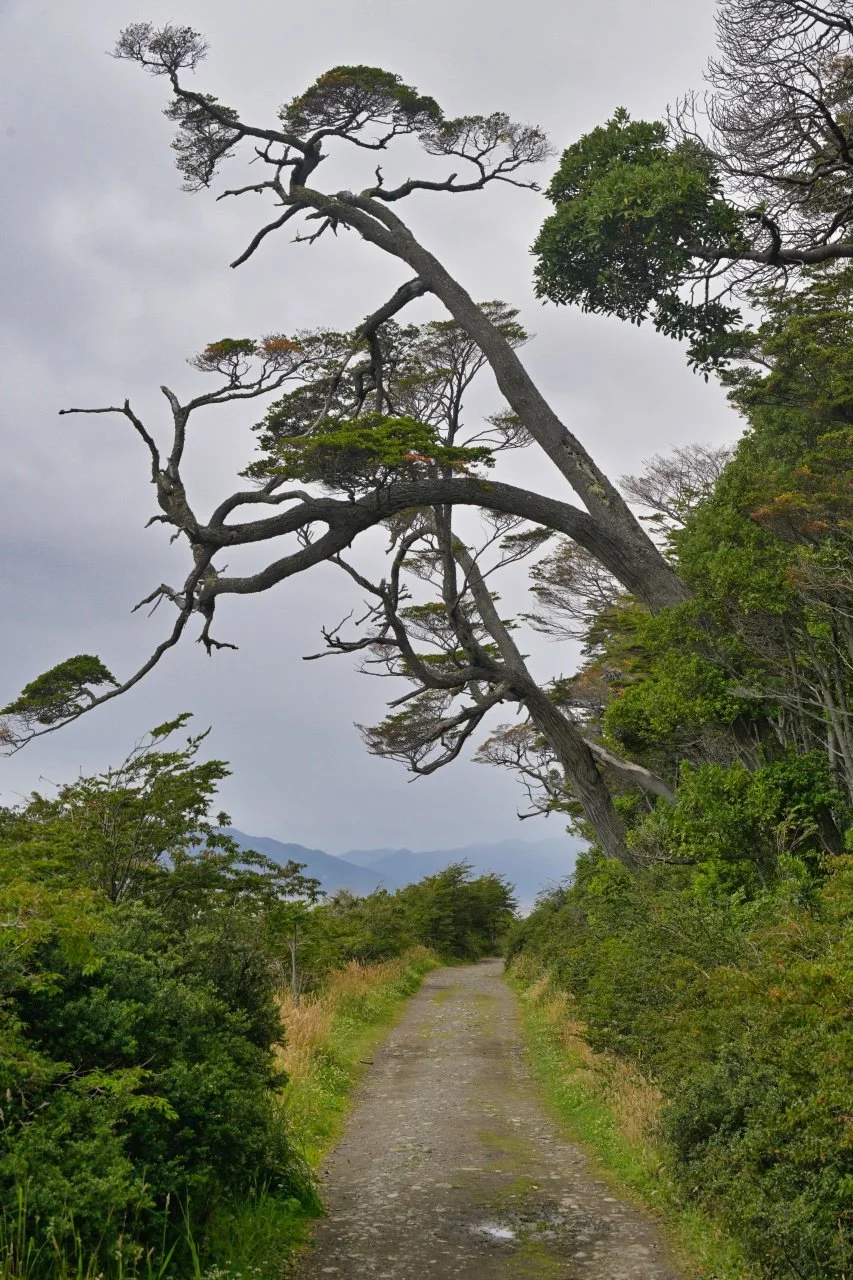  trees in Patagonia are pretty wild