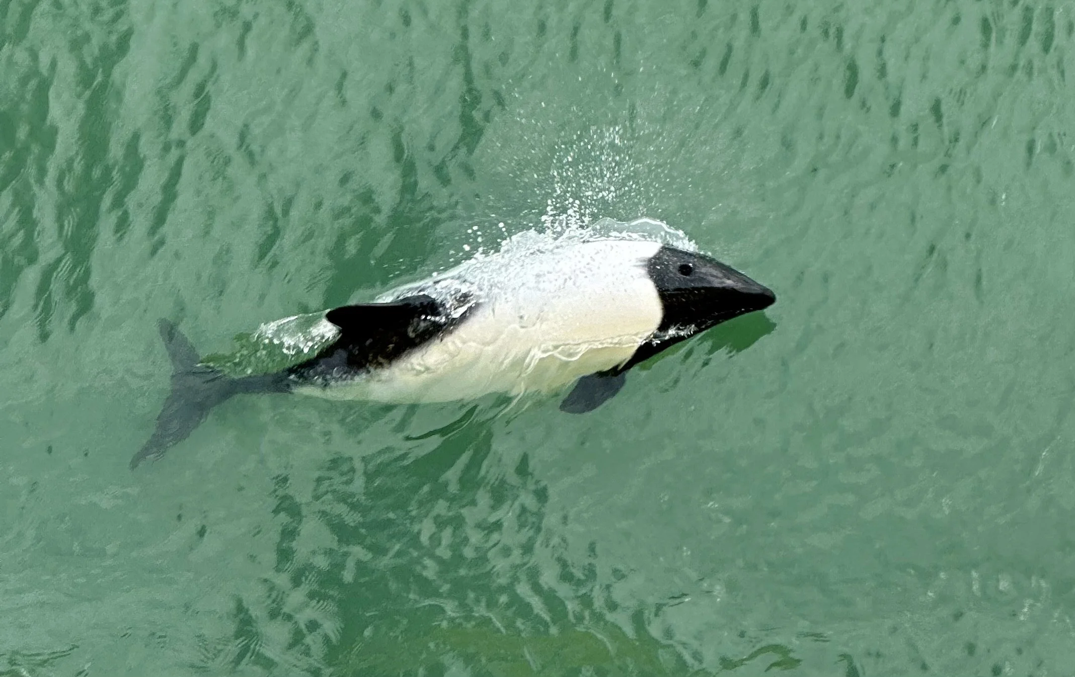 Commerson's dolphin playing with the ship