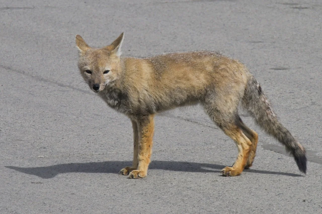 local fox while waiting for the ferry