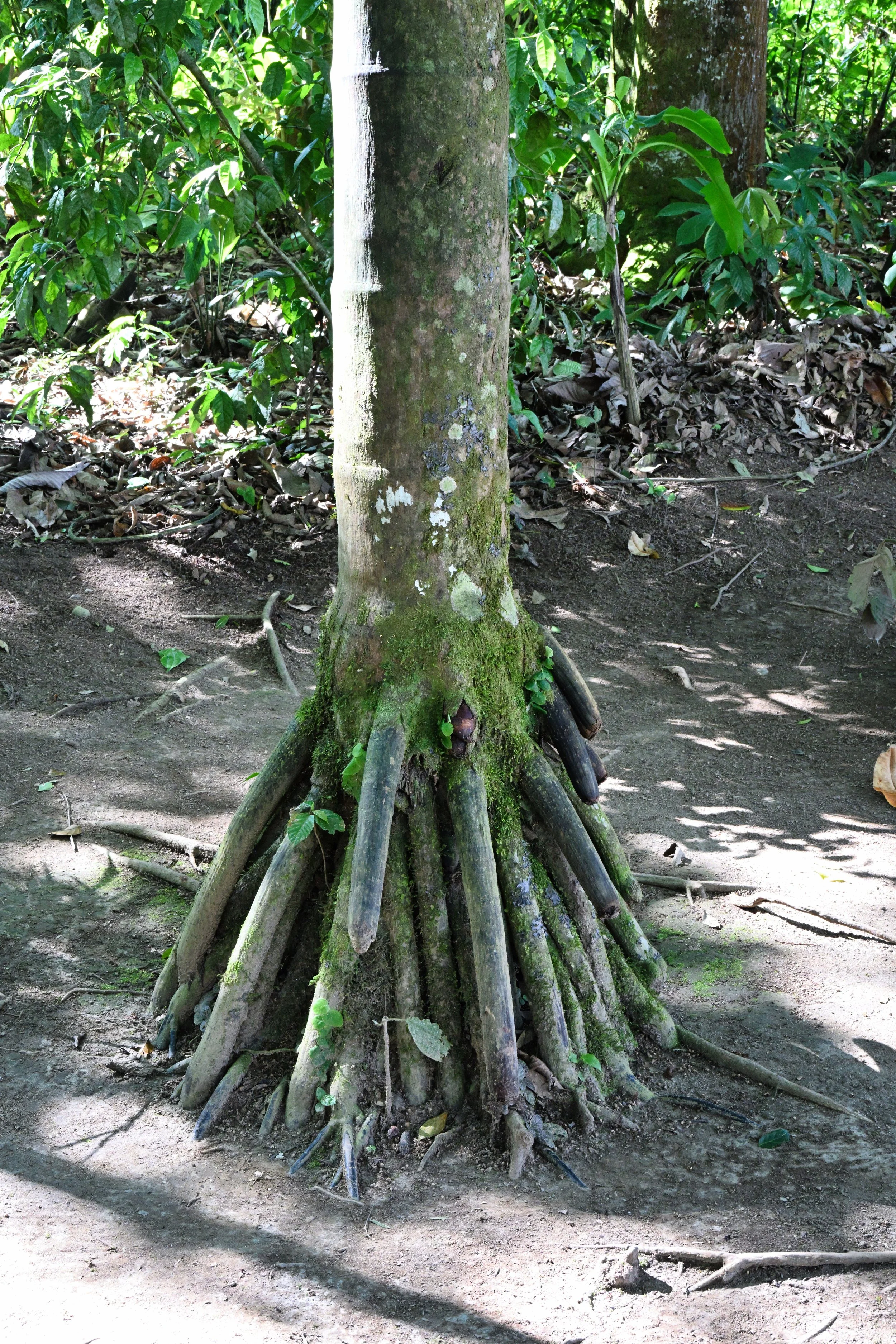 a "walking palm" (more in blog)