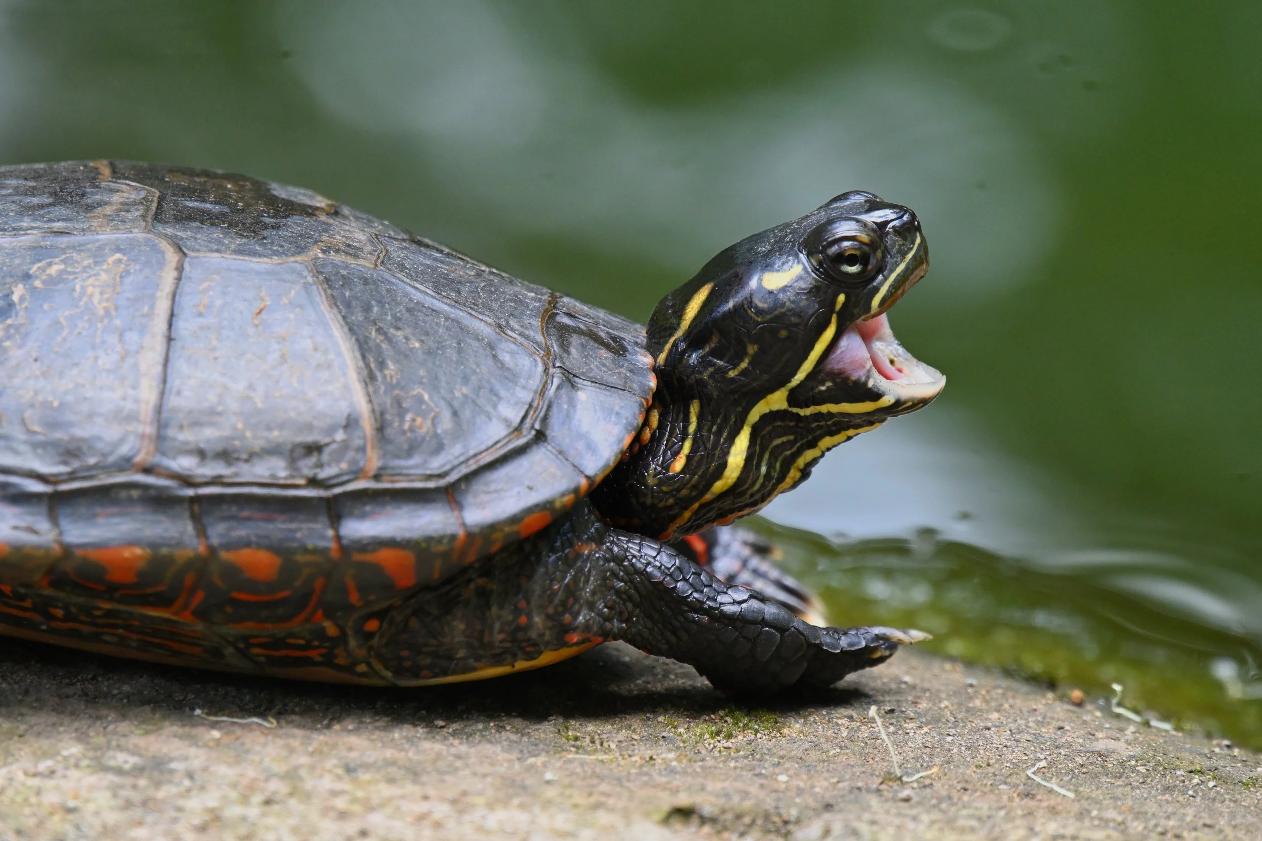 yawning turtle