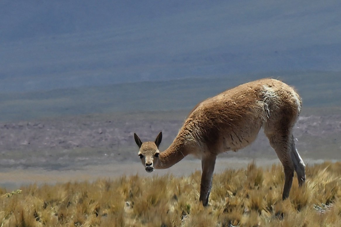  vicunas are everywhere