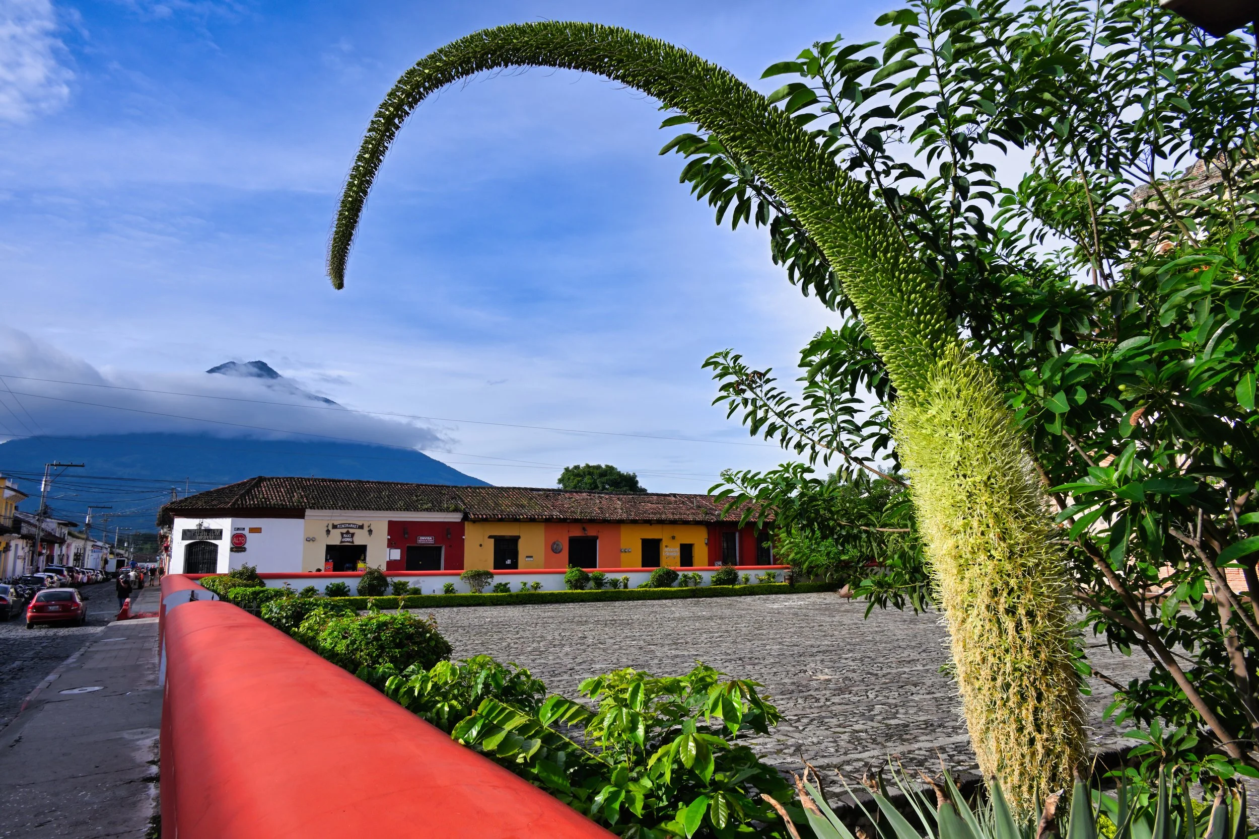 no idea what kind if plant is this but it is cool