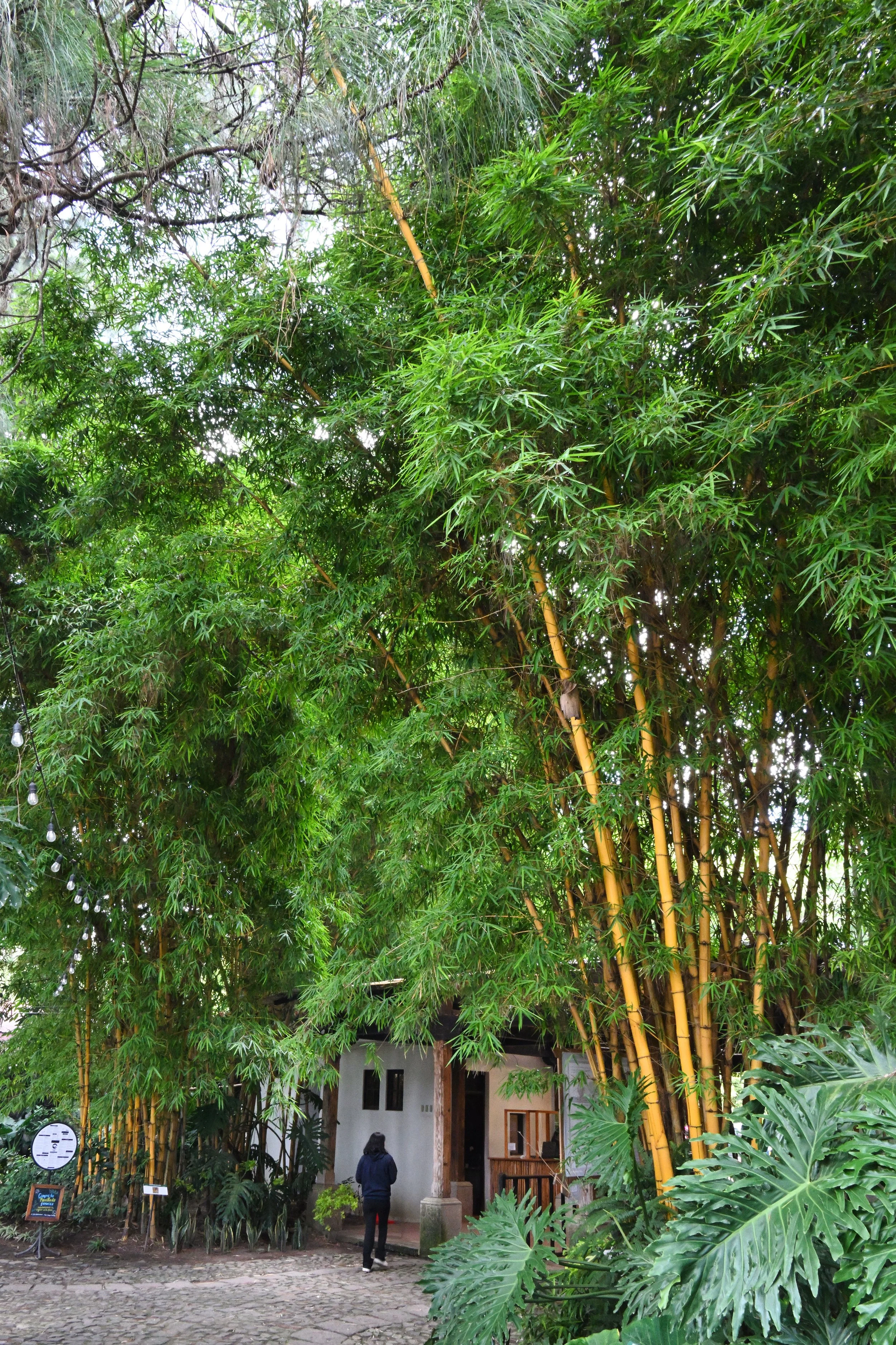 bamboo forest