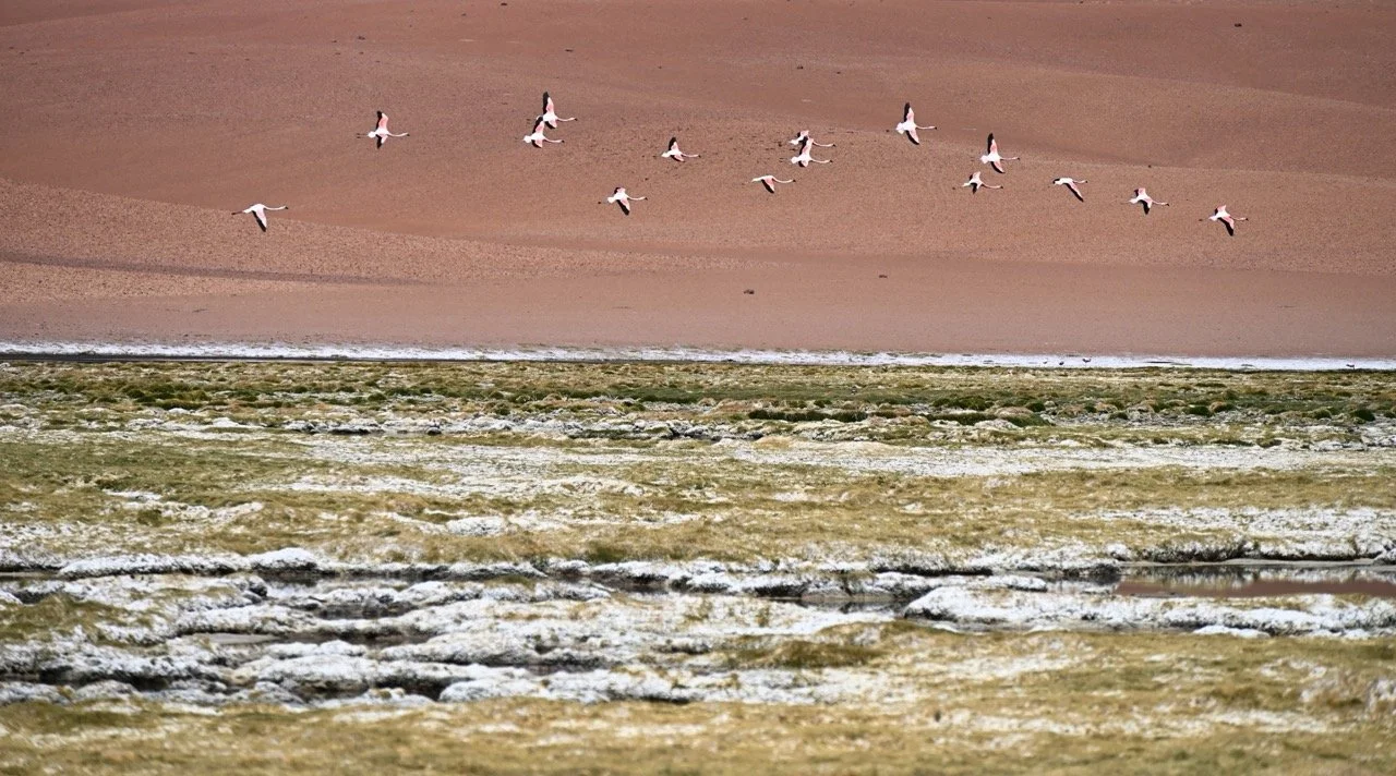 I found a lagoon with lots of flamingos