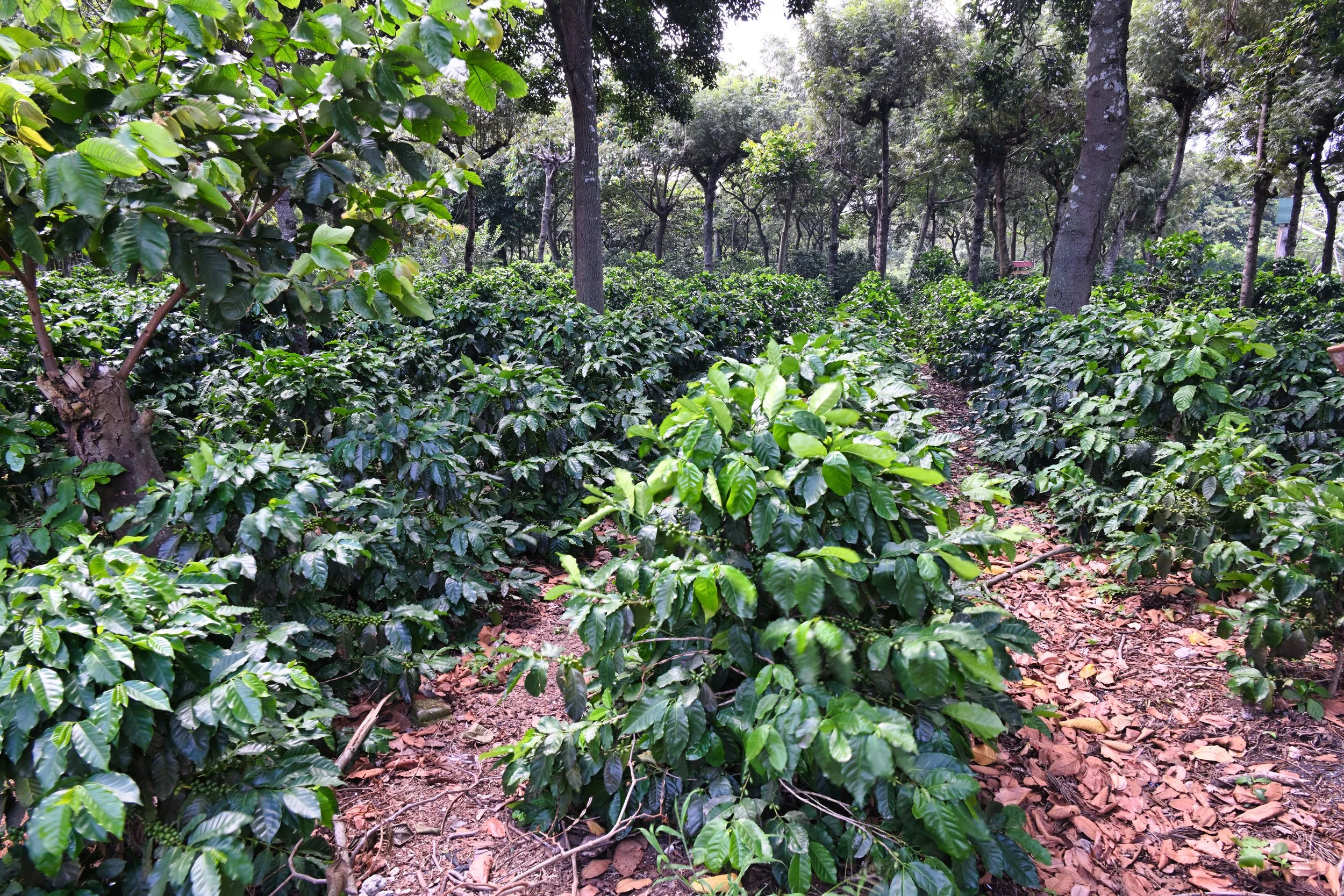 coffee plants