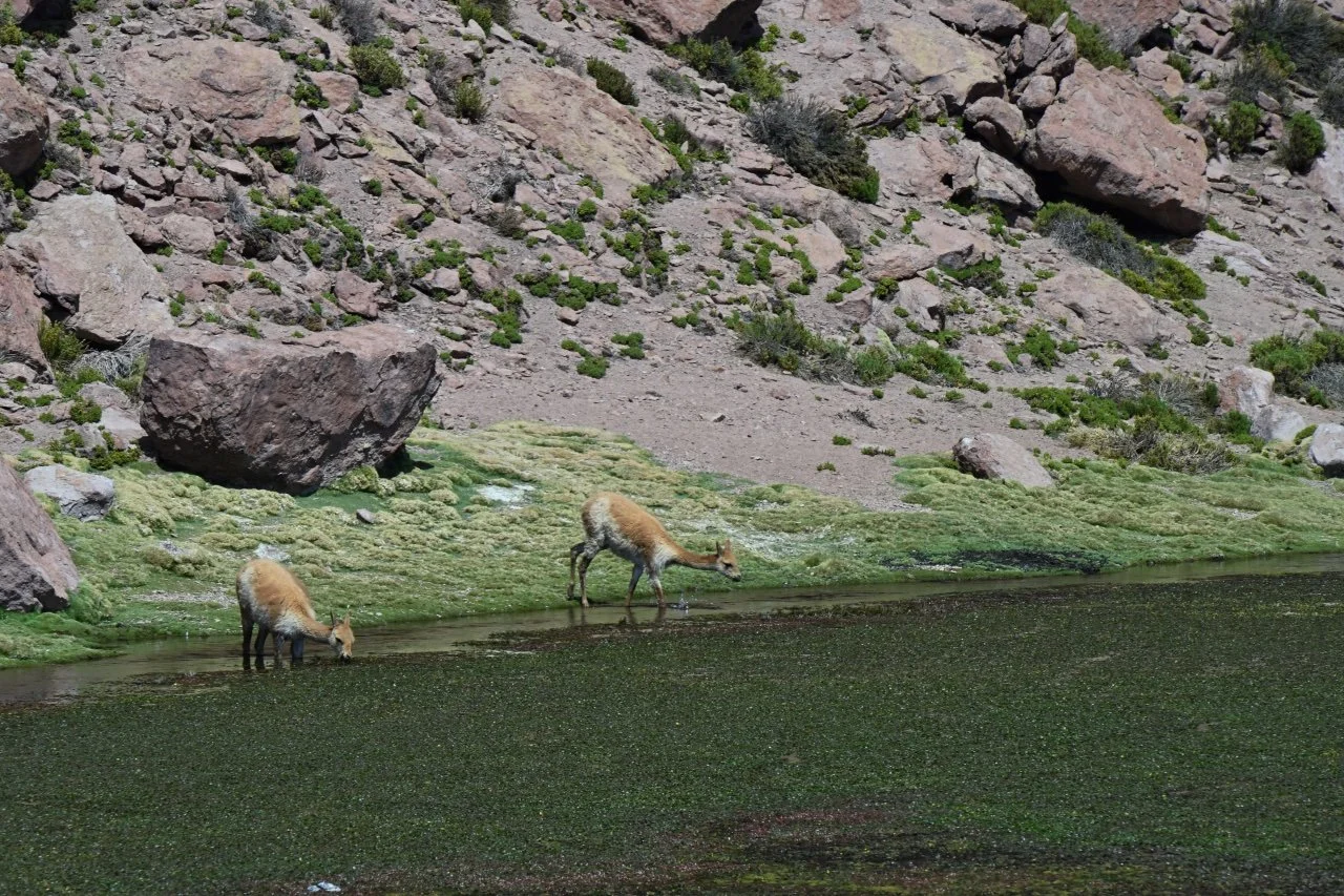  how is the saying? the water is always greener on the other side?