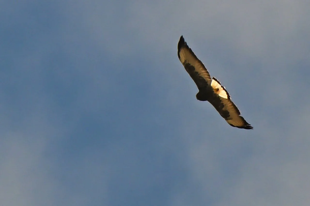  this guy was gliding in the air currents