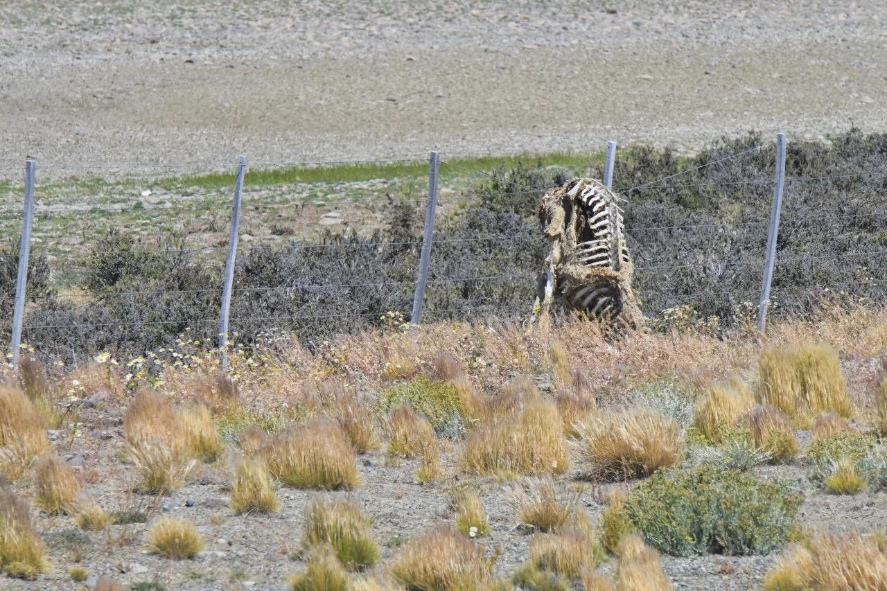  very gruesome sights of dead animals caught in the fence