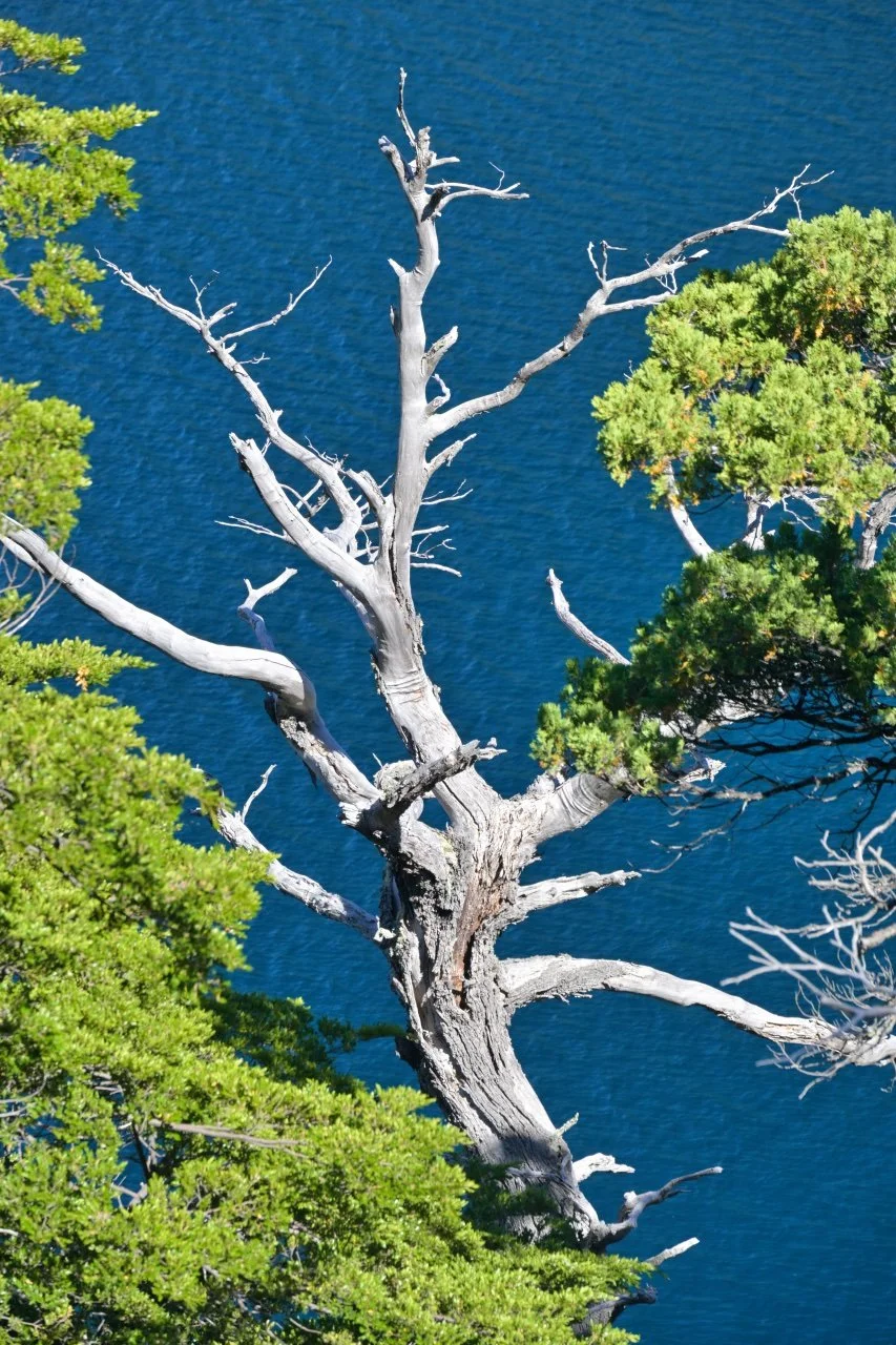  Another crooked tree