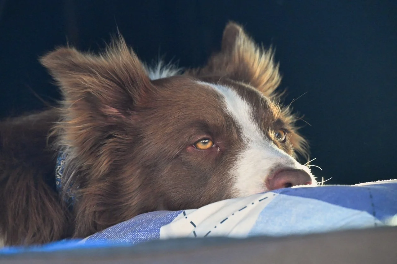  dreaming about nice juicy steak