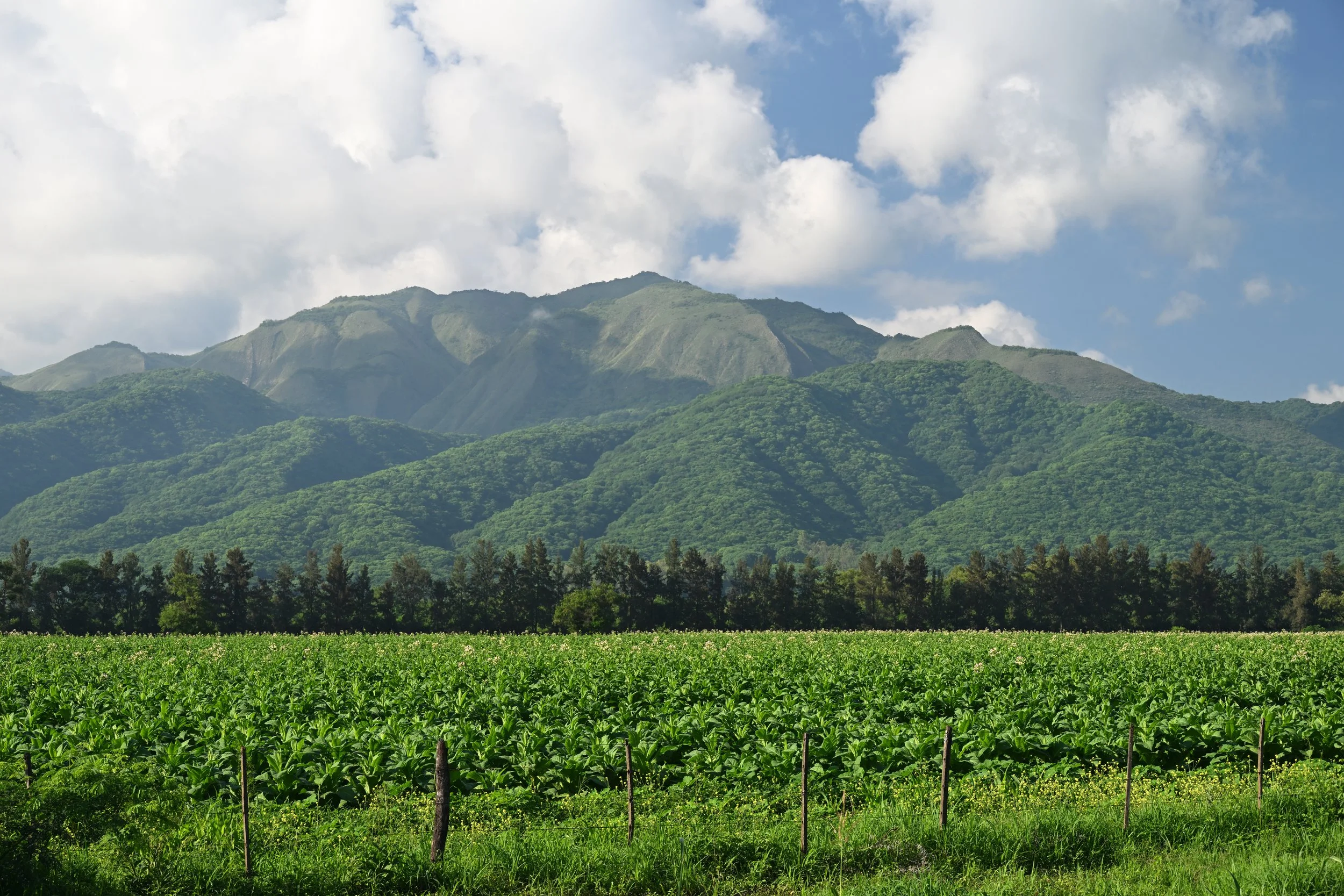 It is nice to see Rich Green colours
