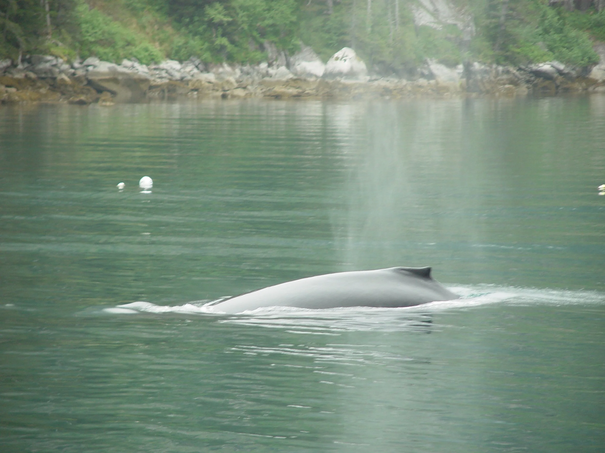 Humpback whale came to explore the boat