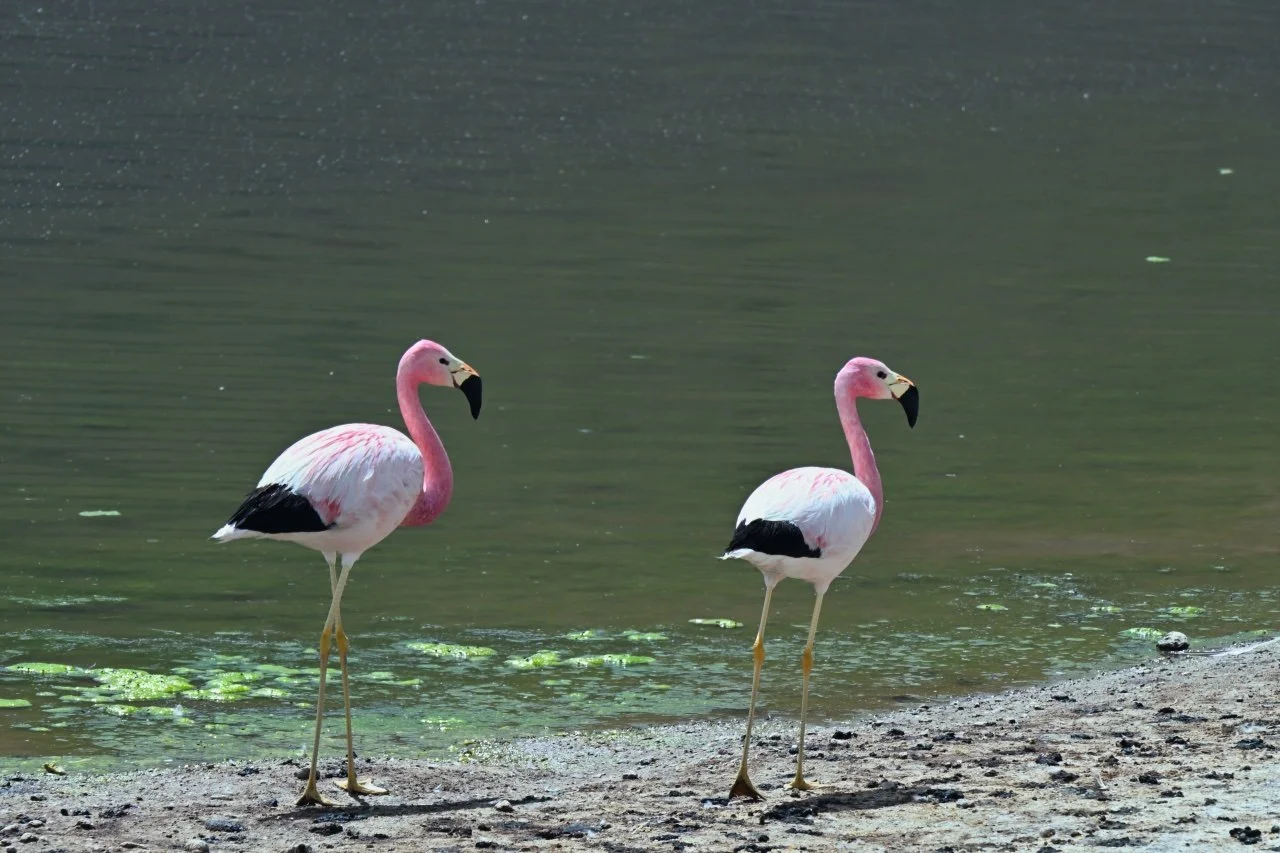  I love their colours