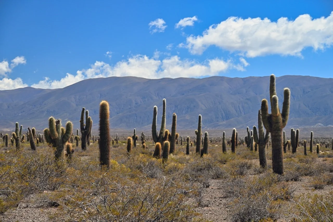 Cacti forest