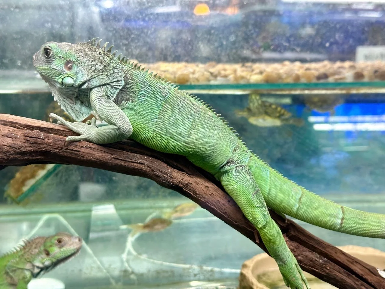  not sure if this was a pet or exotic food