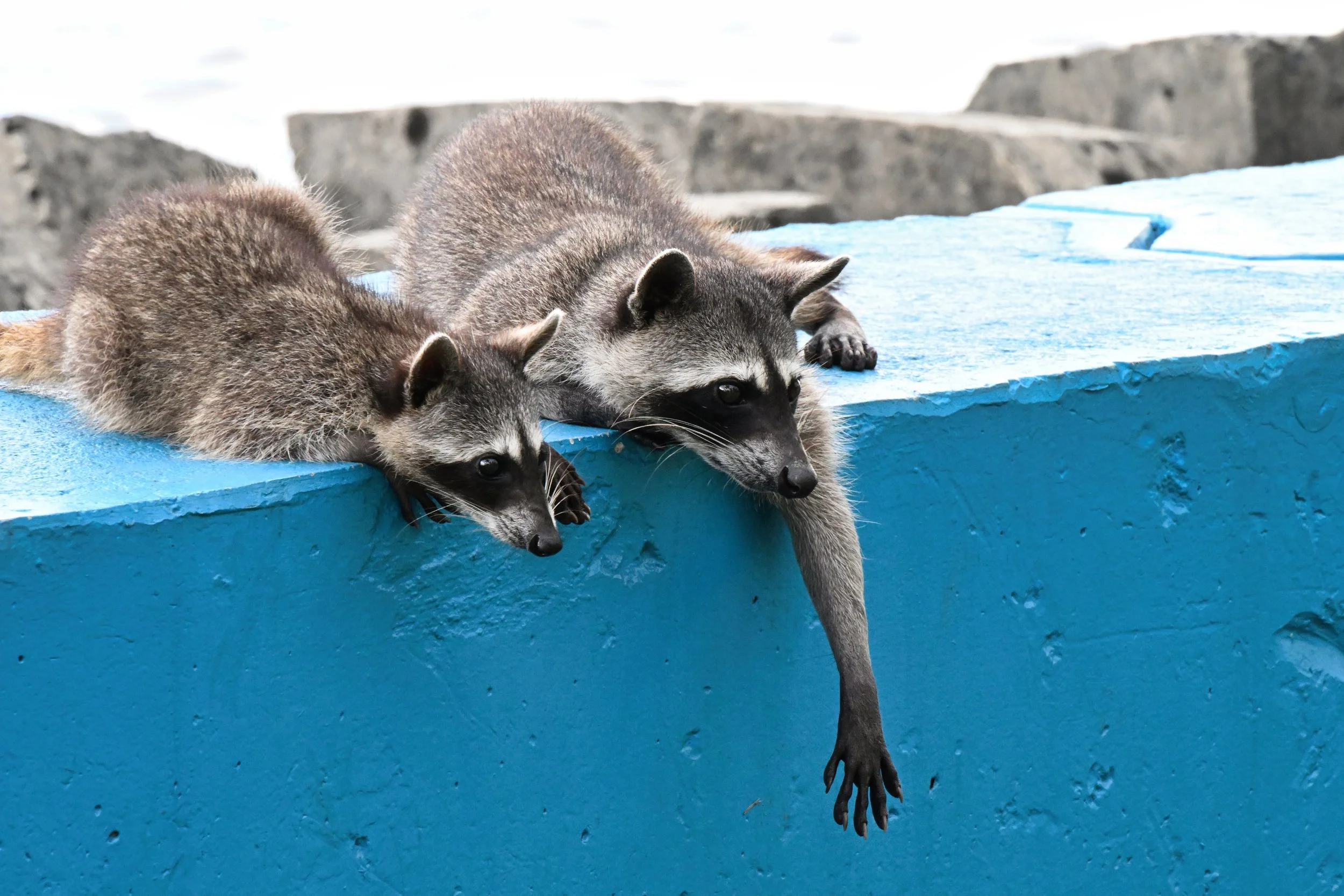 friends at the seawall, dozens and dozens of them