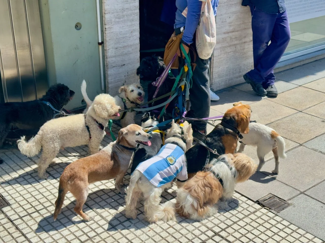  even dogs wear football jerseys