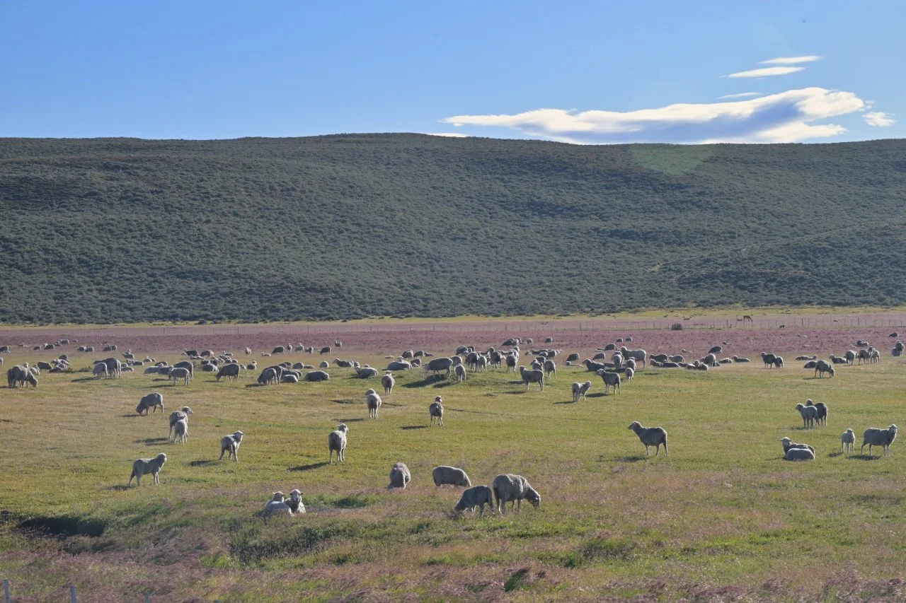 Not too much to see except sheep