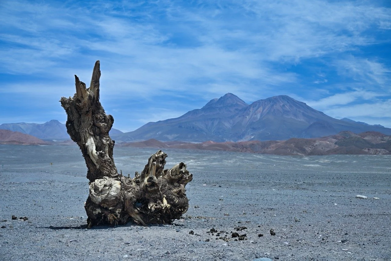  not sure how this piece of wood got here. There is not a tree in sight.
