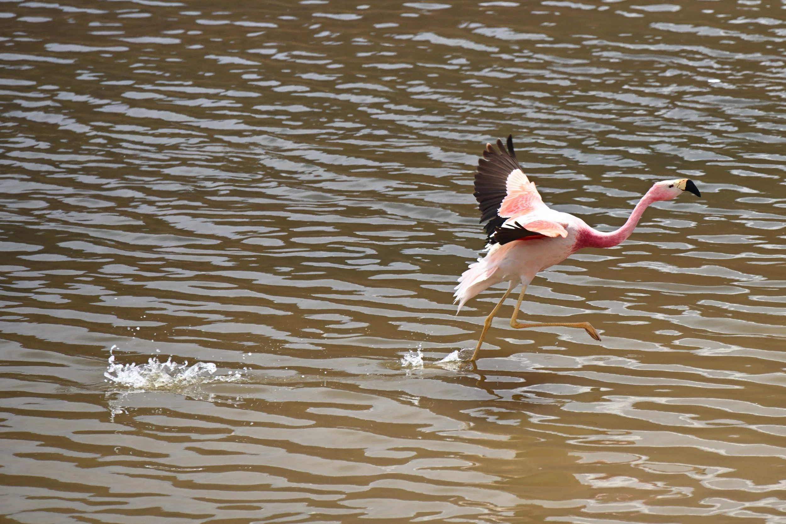  Trying to get airborne.