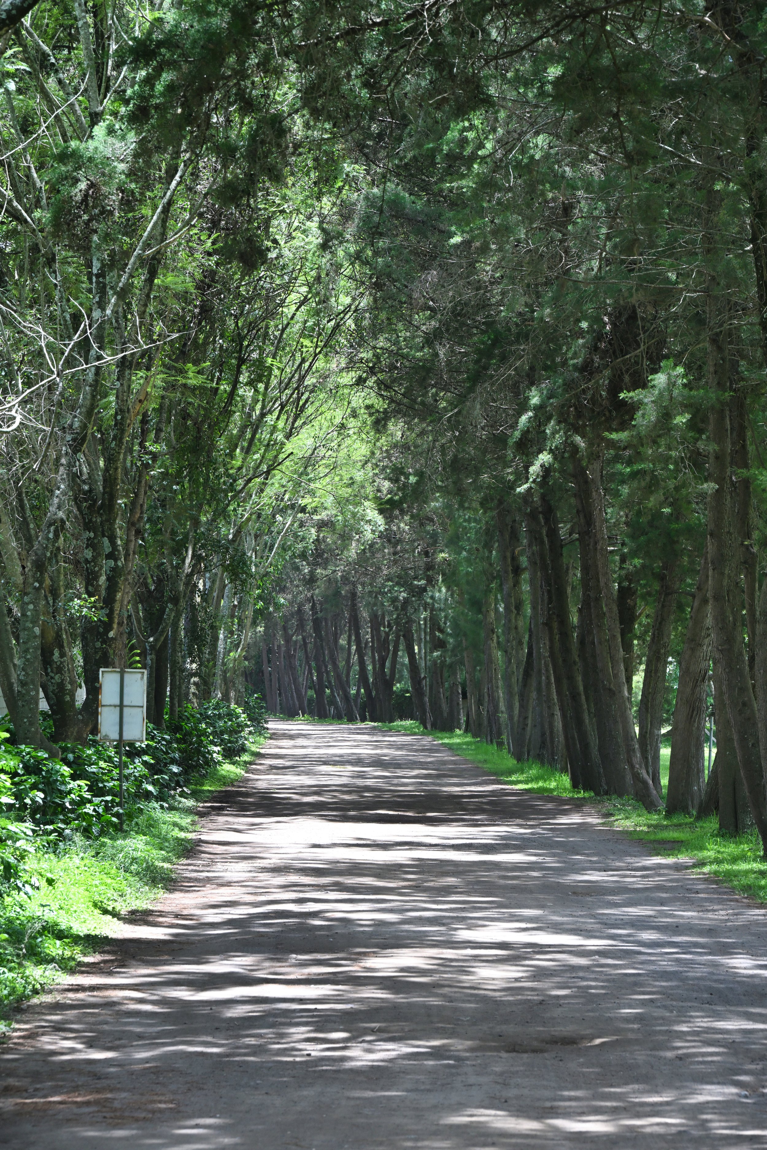 nice alley leading to the farm