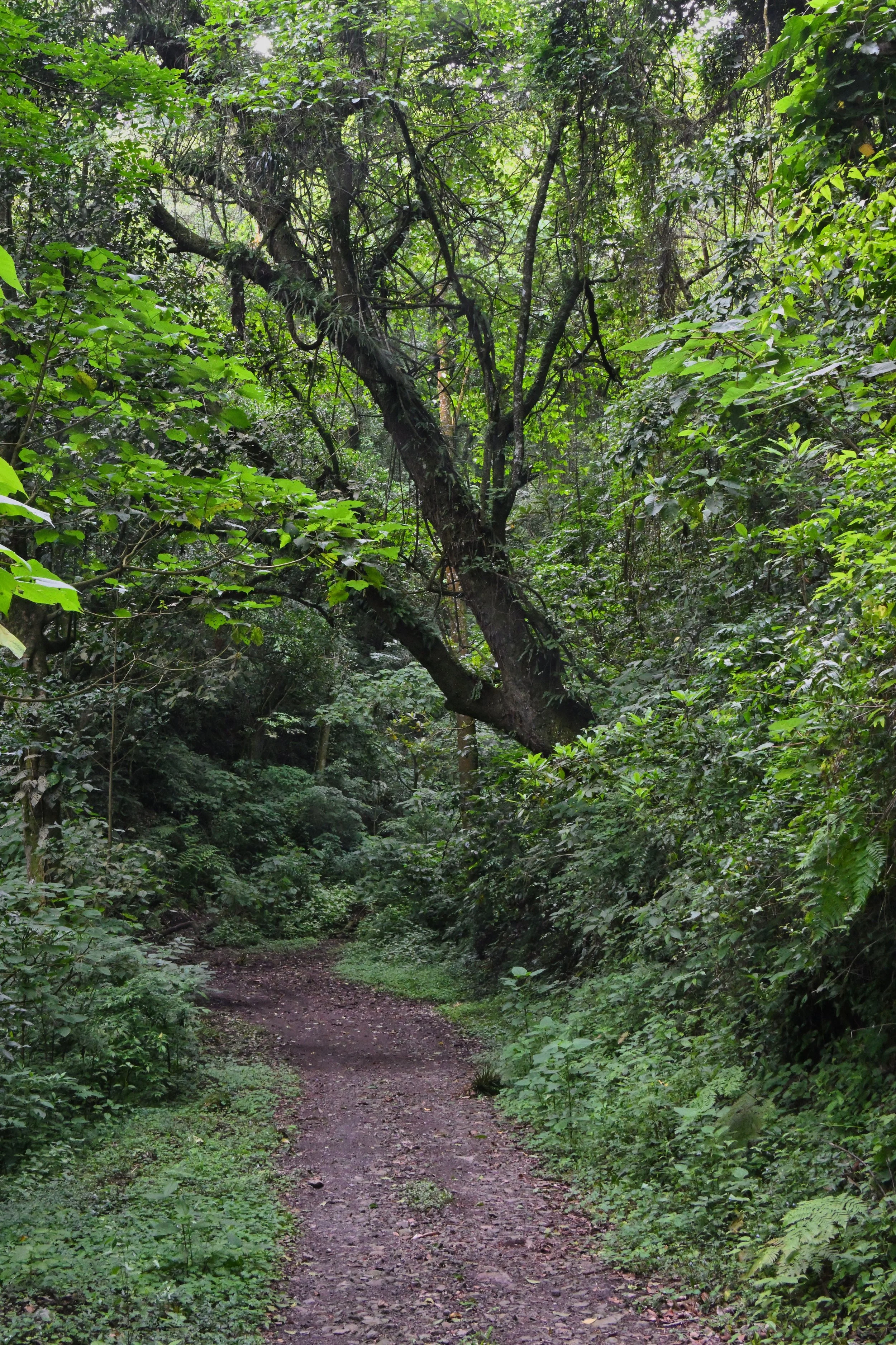 thick jungle all around me