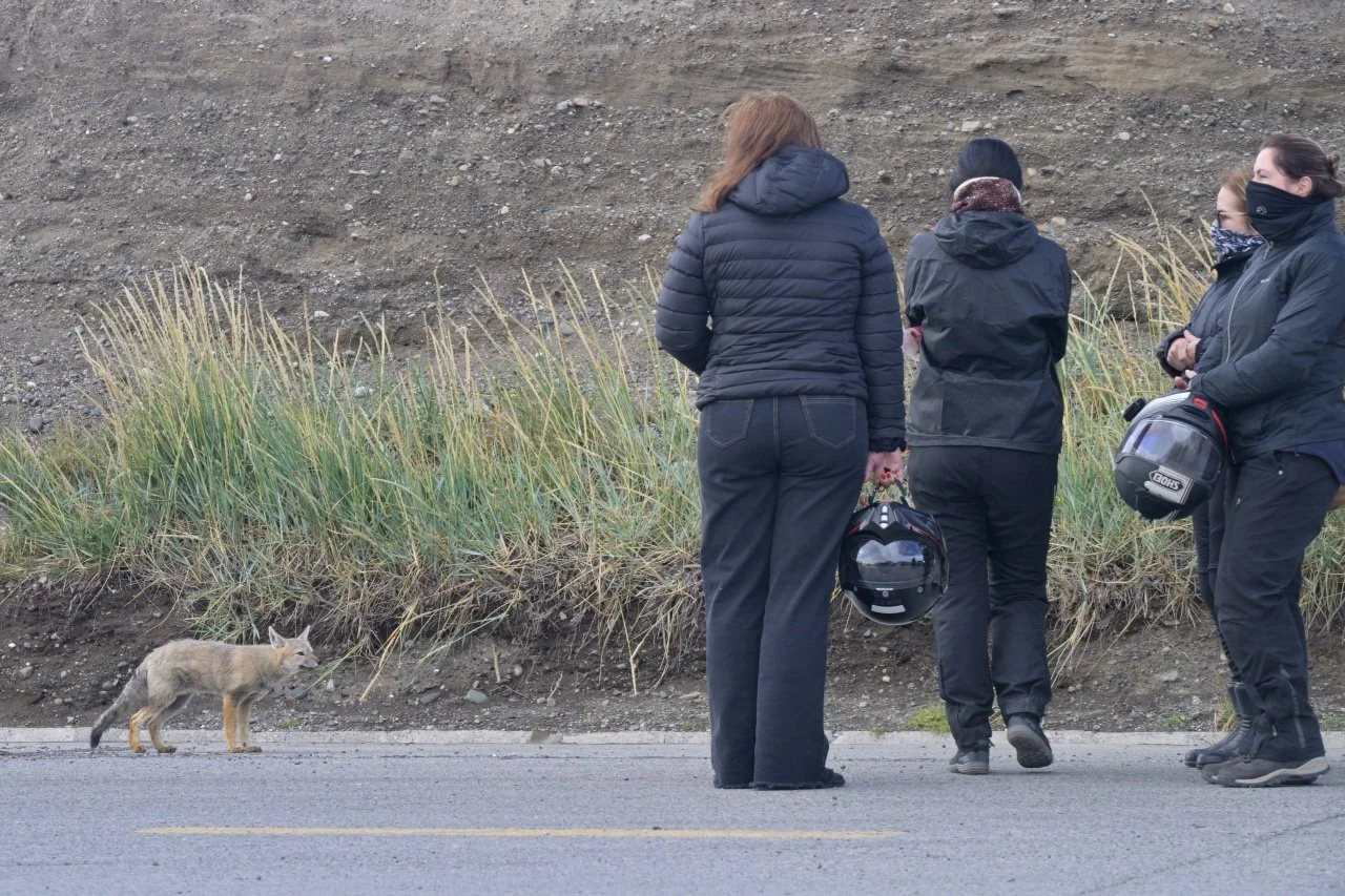 not afraid at all, cute but not good