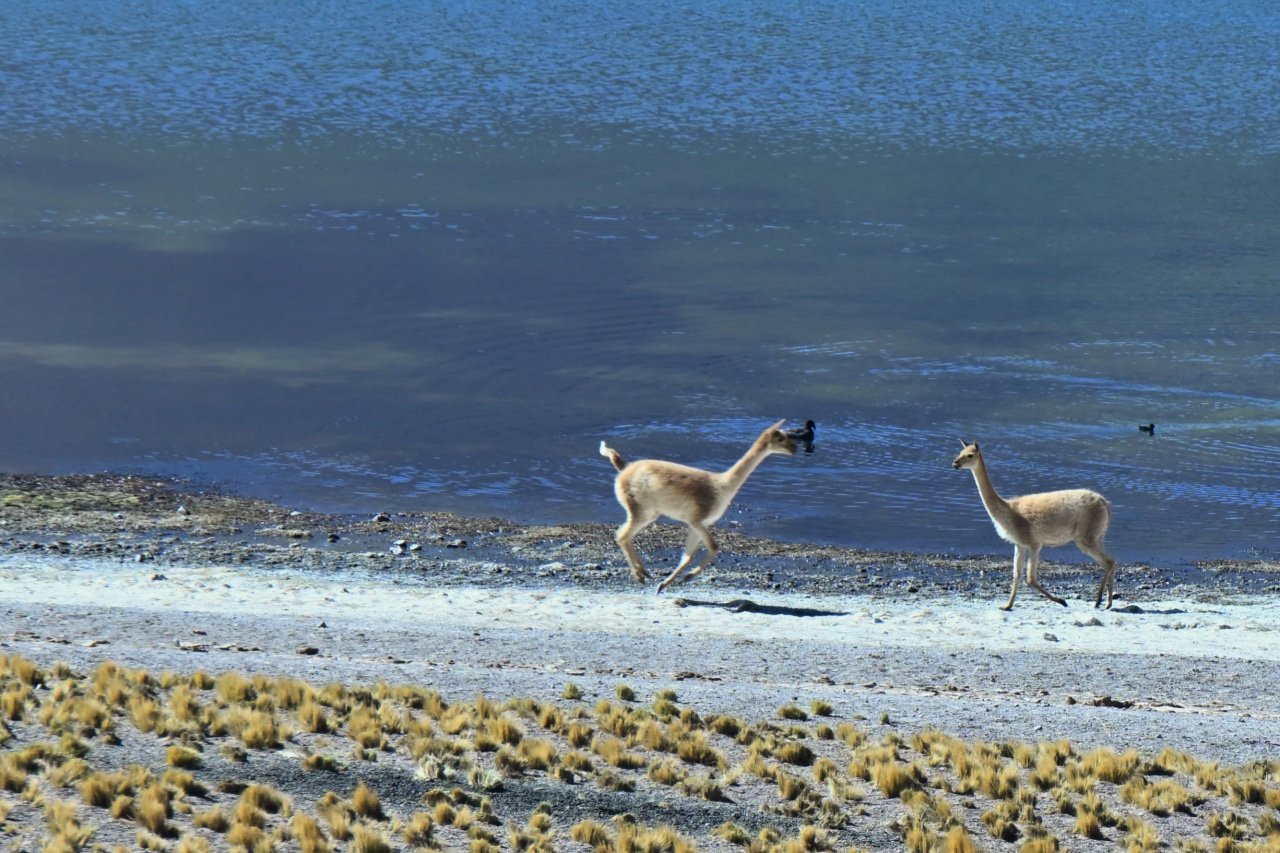  this one forgot something at home