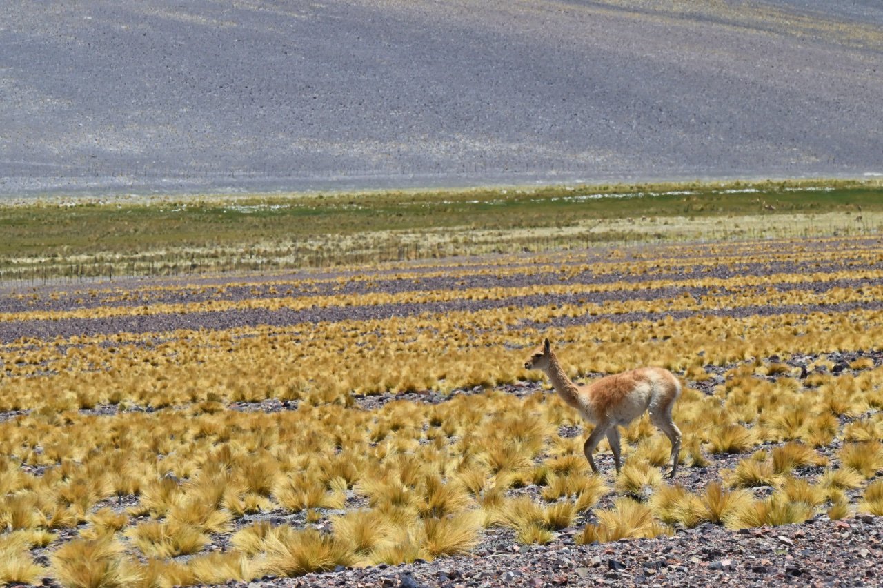  vicunas are endangered species, but there are thousands of them everywhere