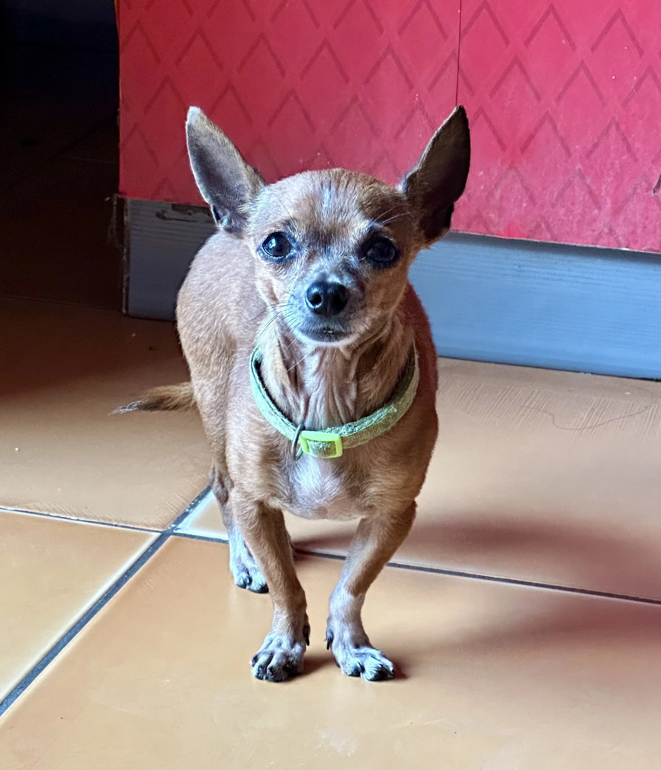 viscous little chihuahua wants my dinner