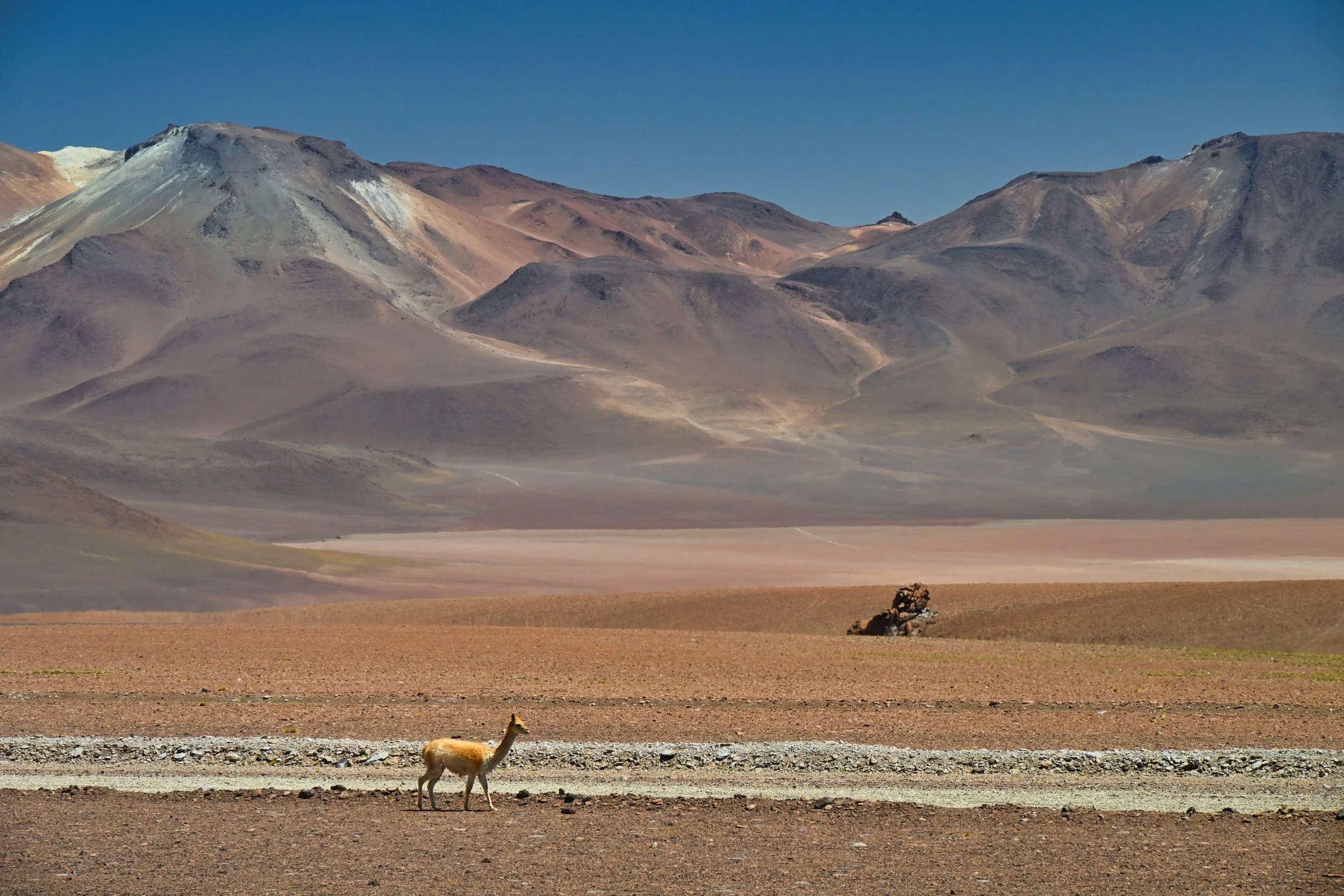 vicuñas are very cute