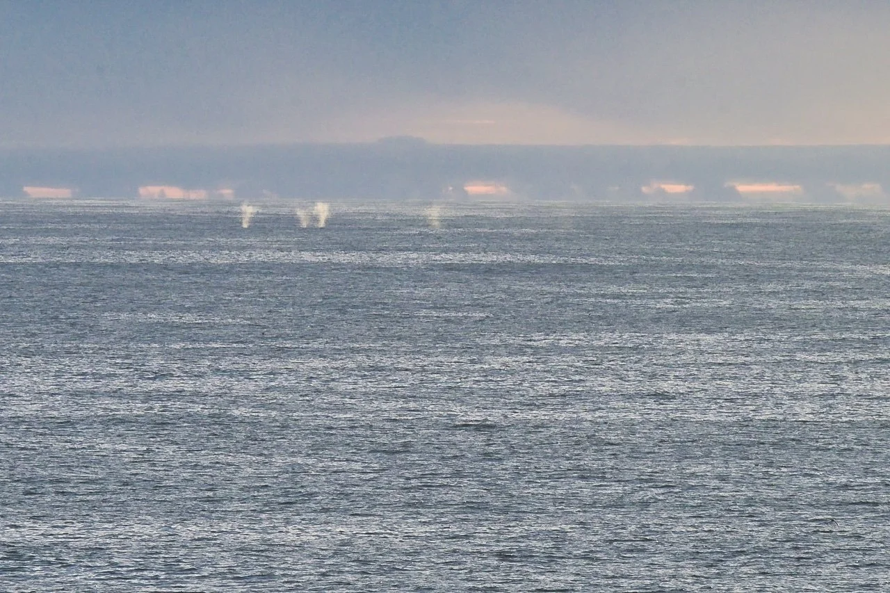  Group of whales in the distance