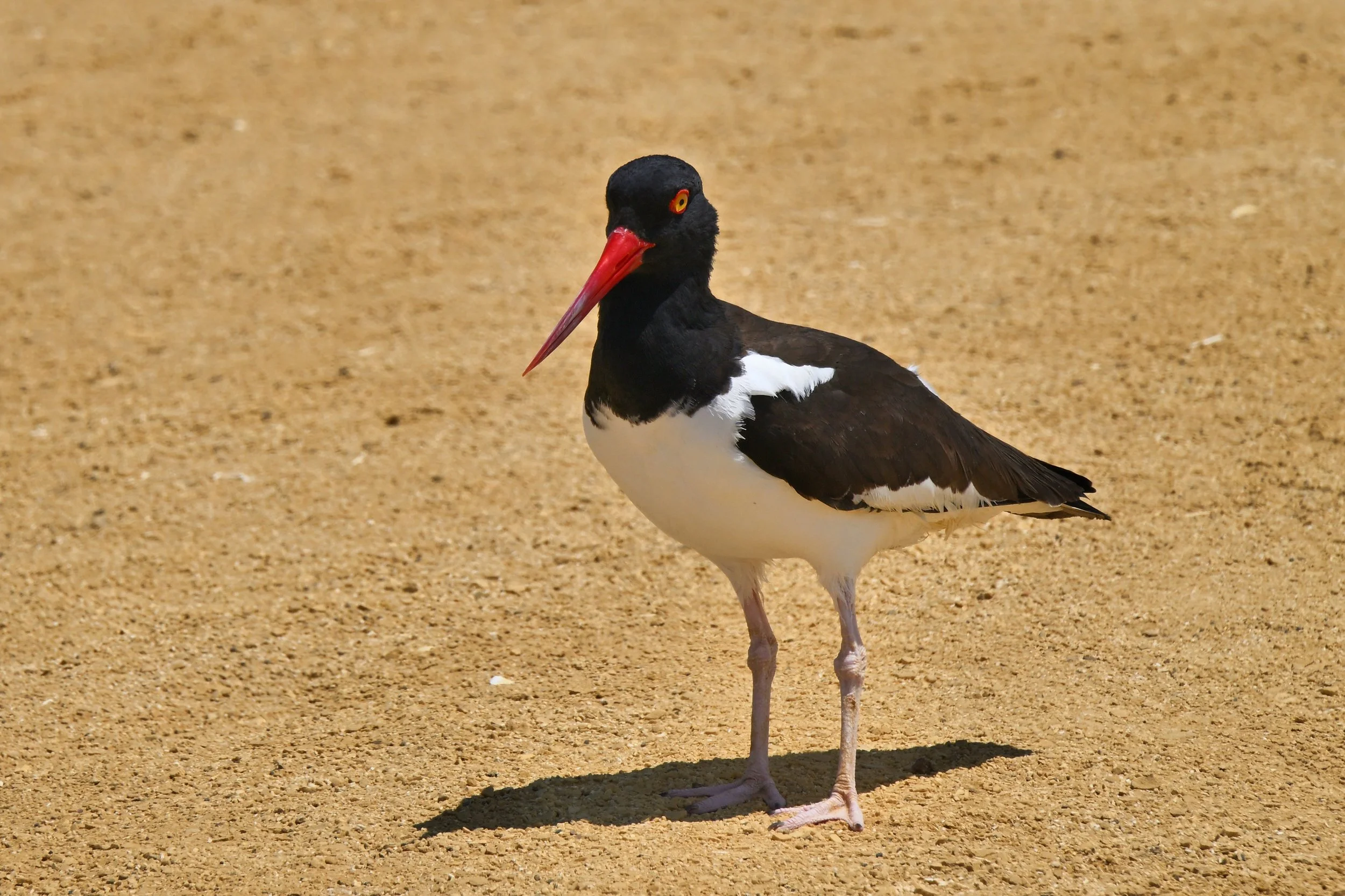 this one especially, must have a nest nearby