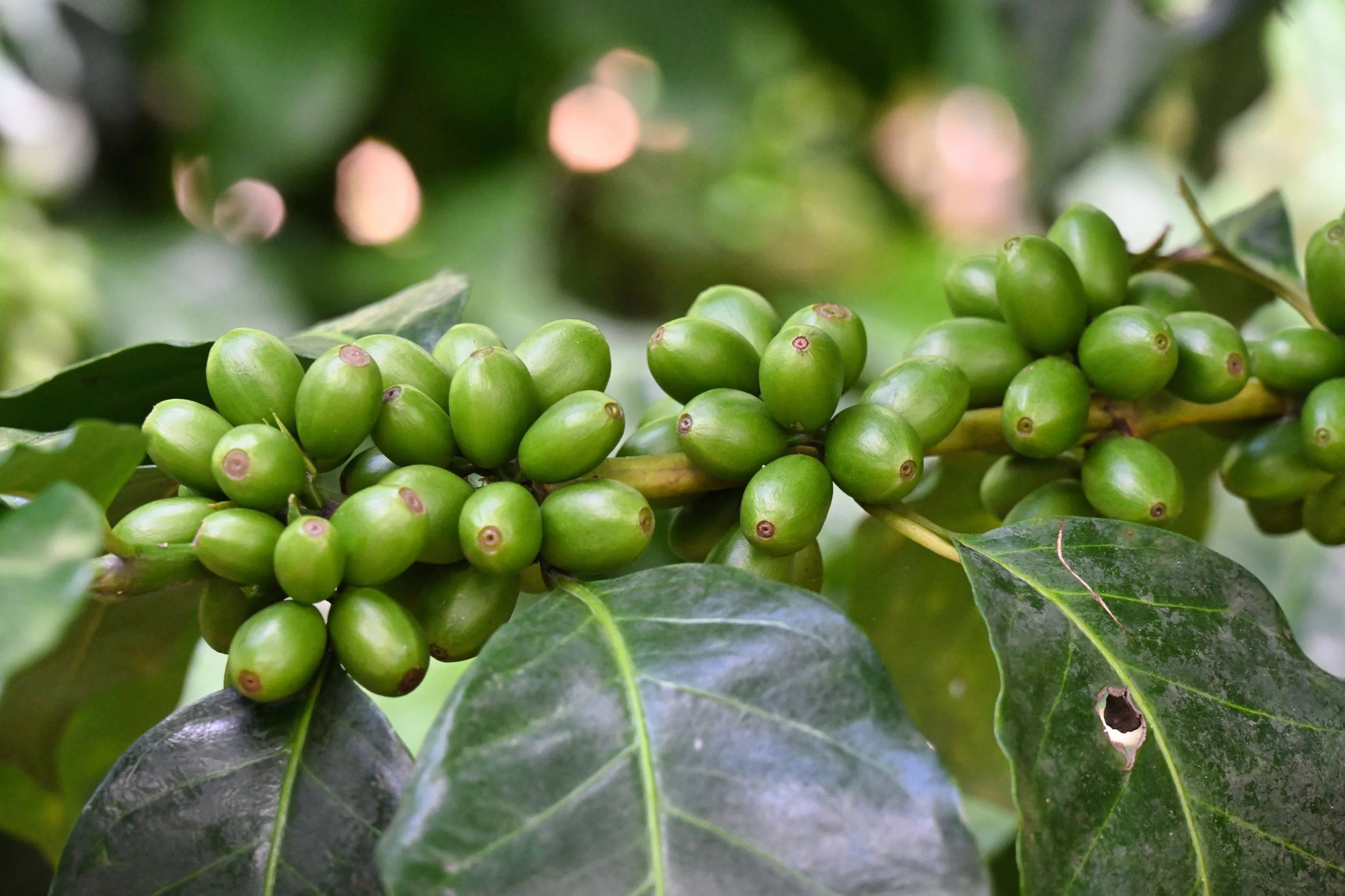 green coffee beans