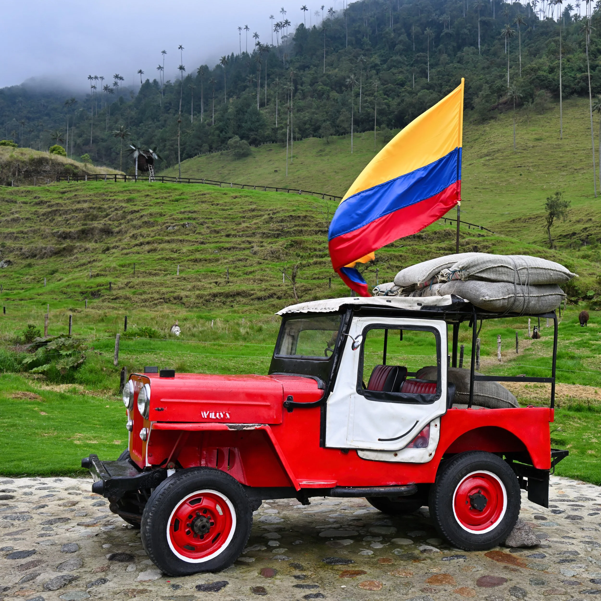 lots of Jeep Willys here