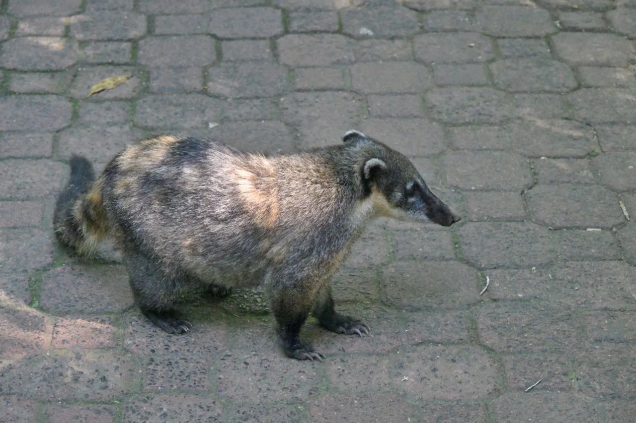  coatis where only animals I've seen around the Falls