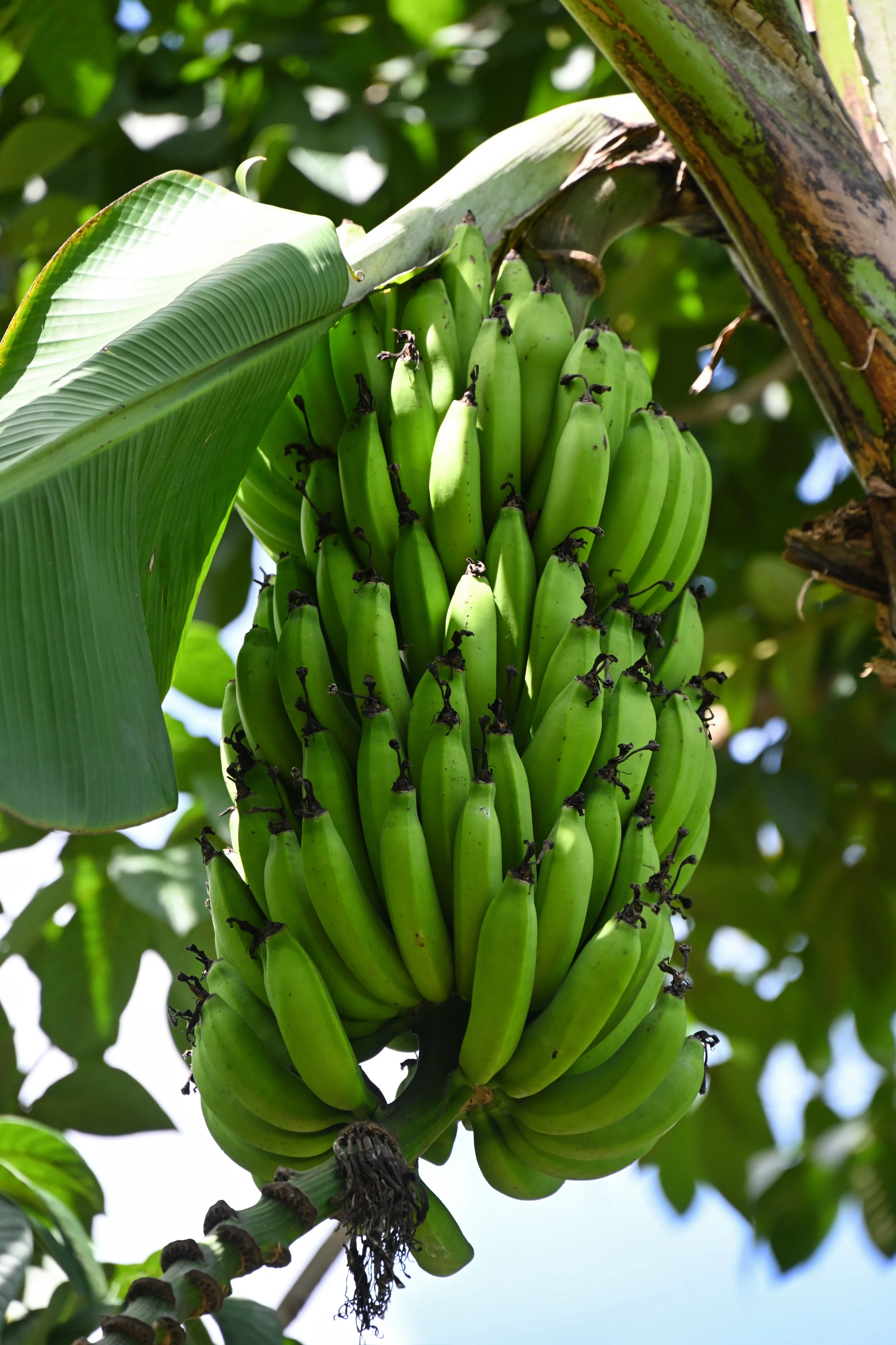banana tree
