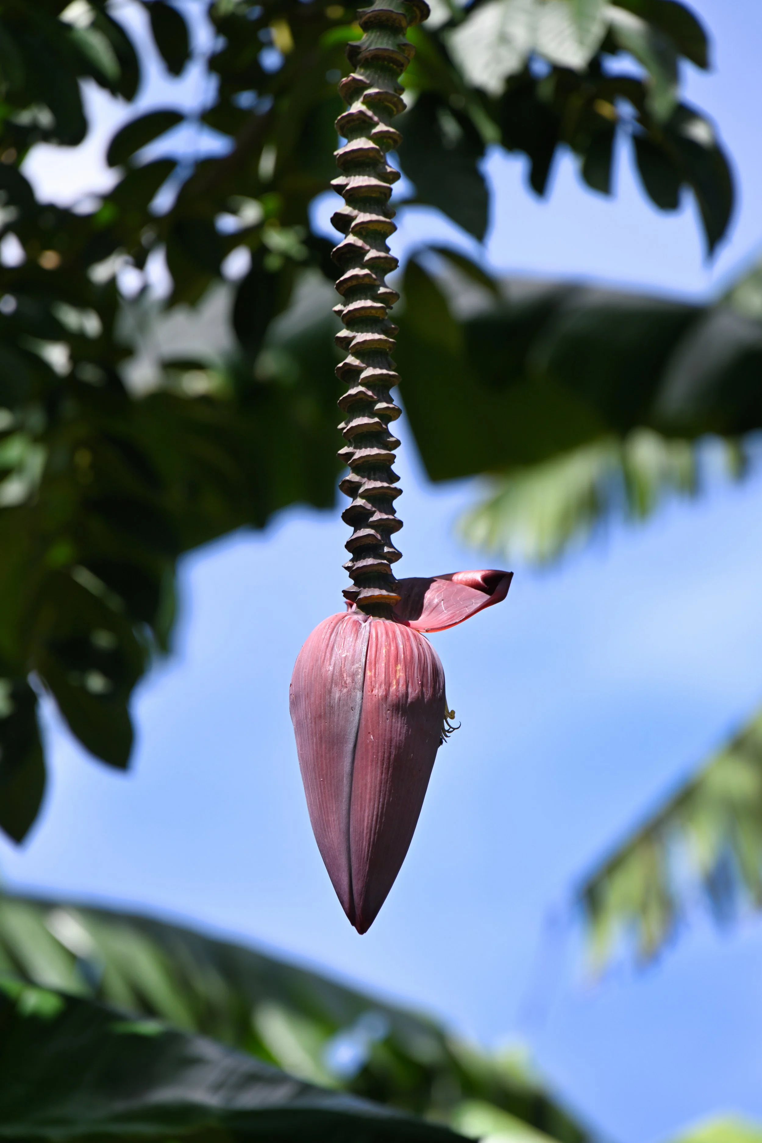 banana flower