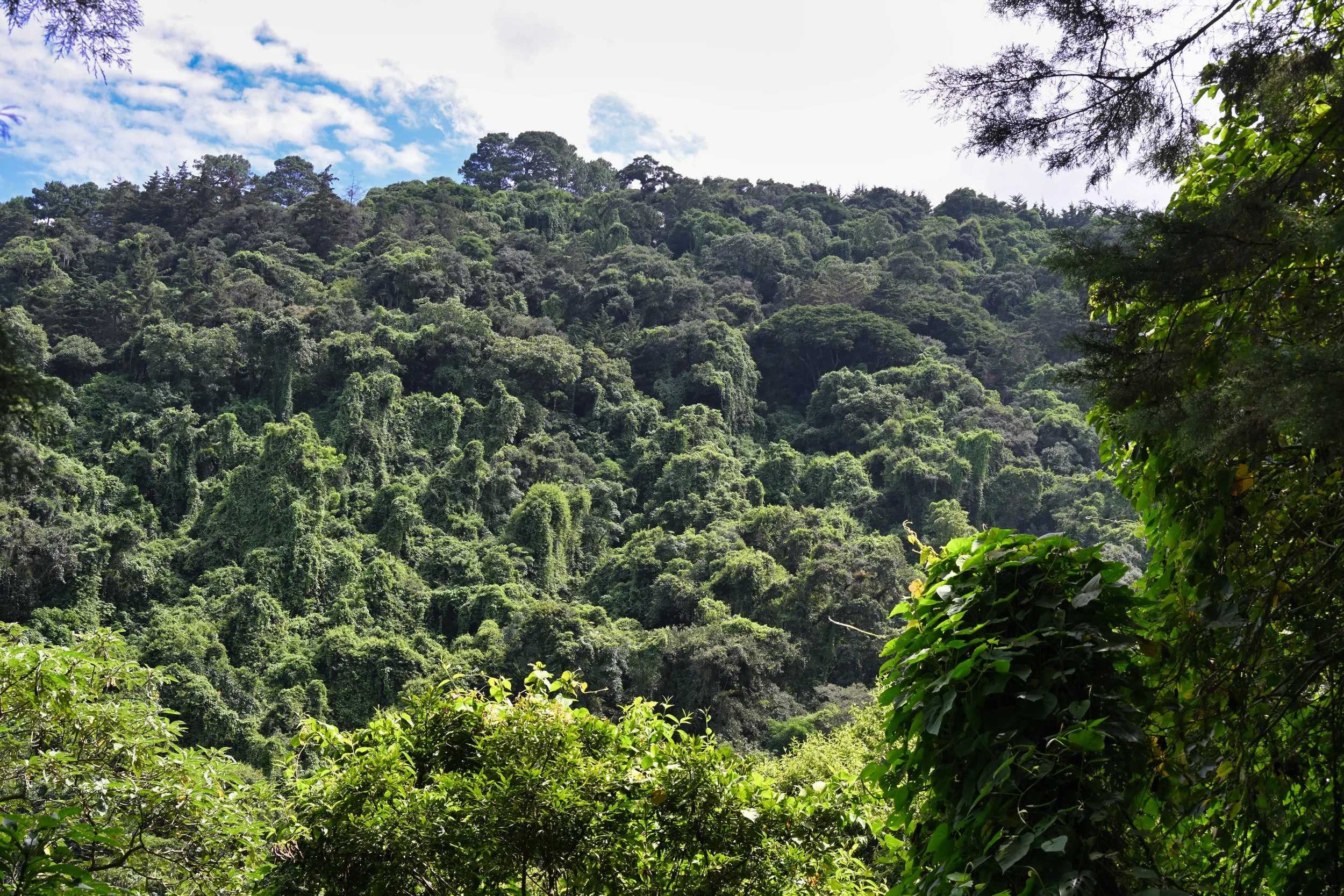 a tripple canopy jungle