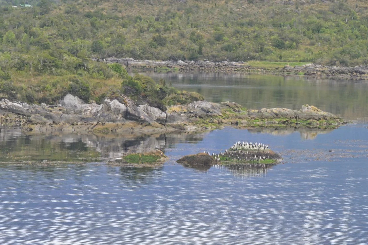  penguins just outside of the port