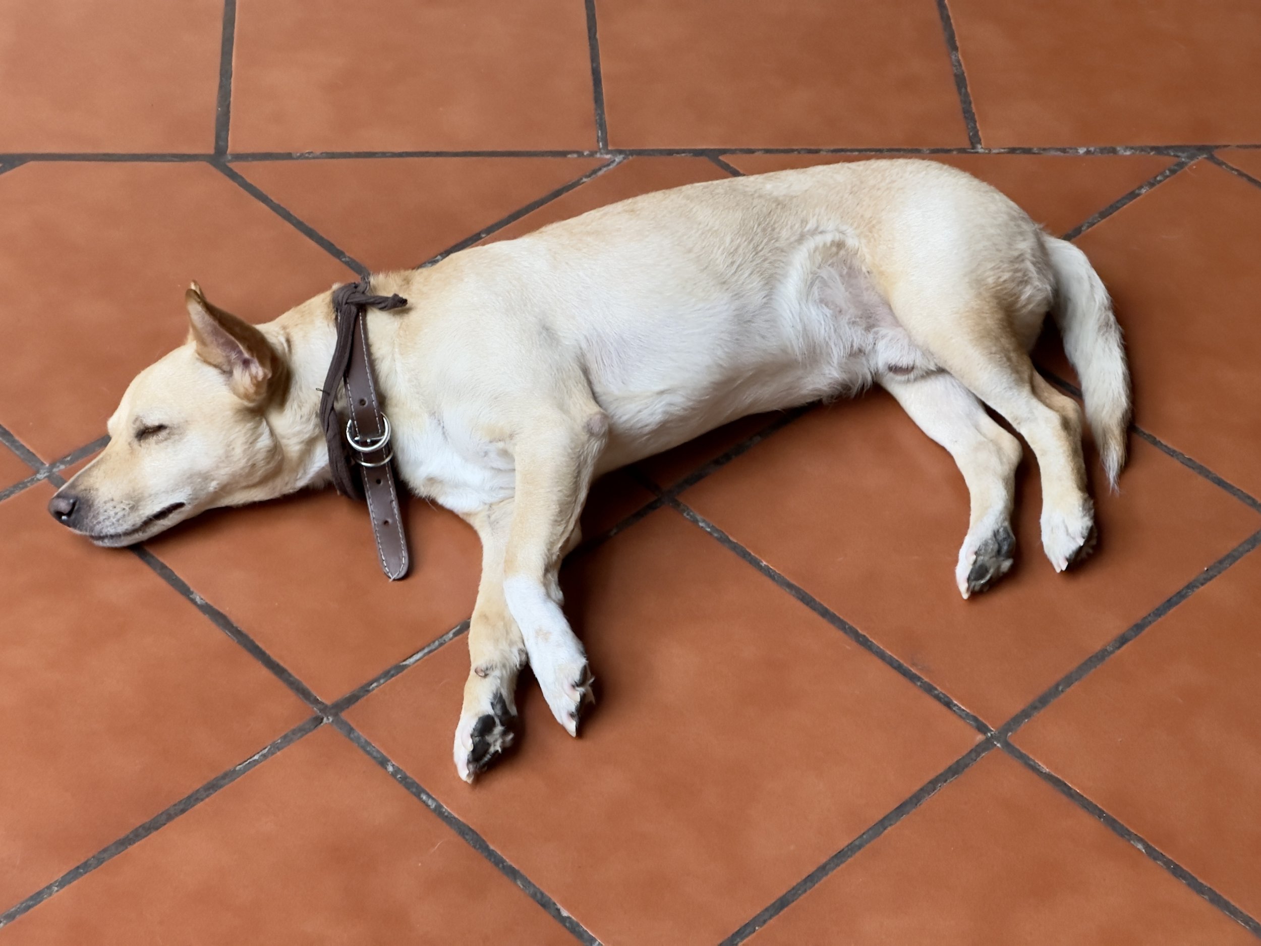 Patrick, the vicious guard dog