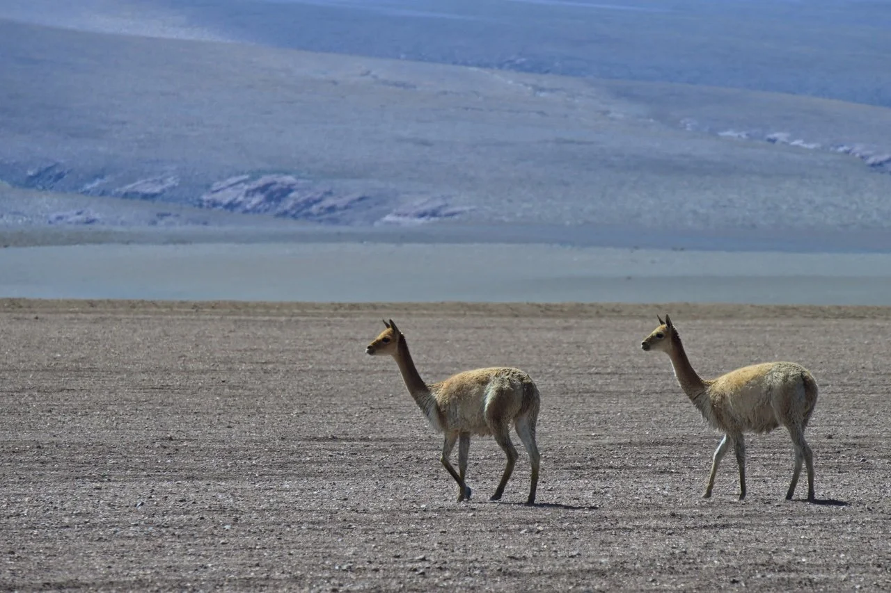  lots of vicunas