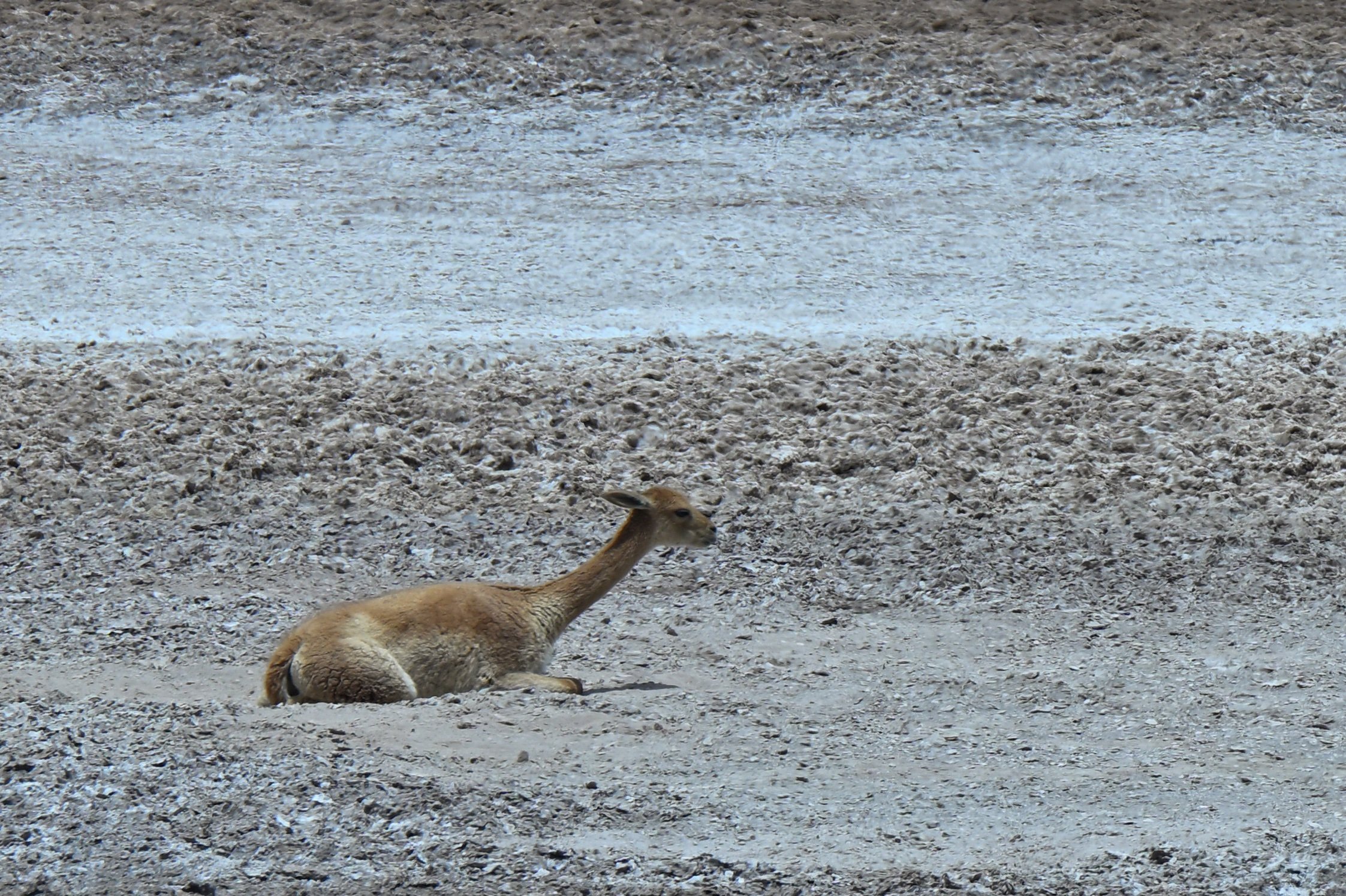 young vicuña is chilling