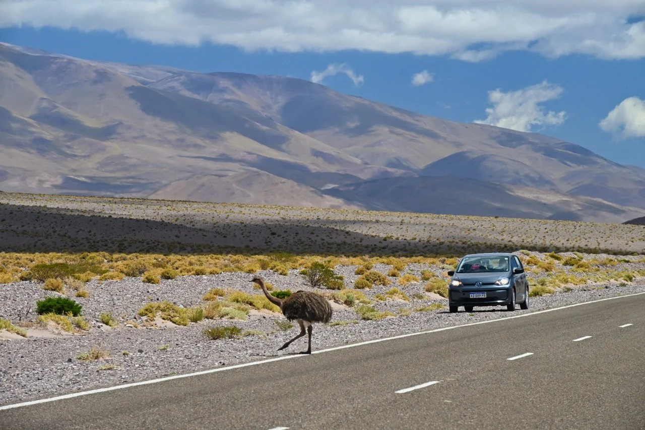  didn't know that these guys live here, there are very fast