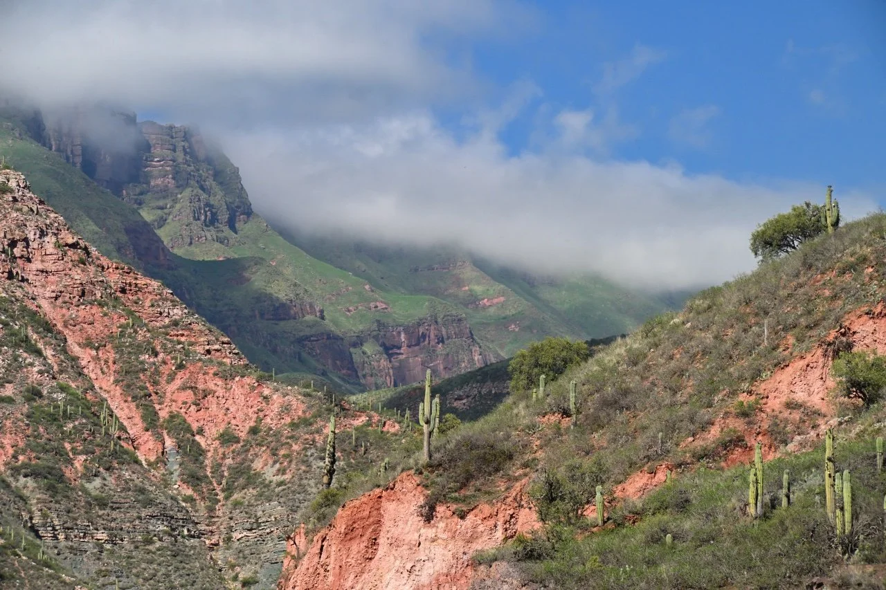 Love the contrasting colours