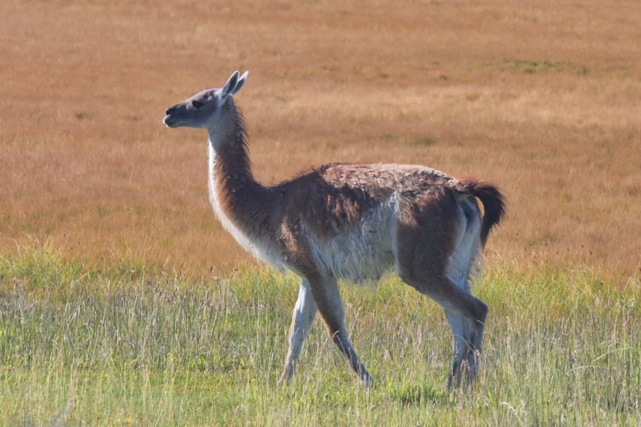  no you haven't seen this one yet. This is not a vicuña this is a guanaco. Same family though.