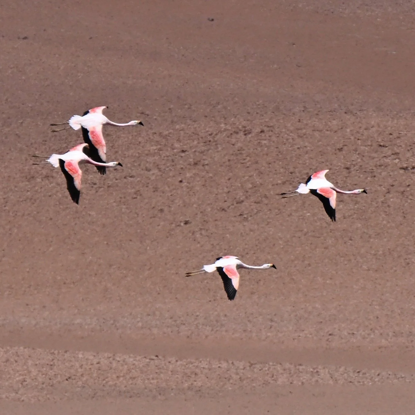 they look very cool in flight