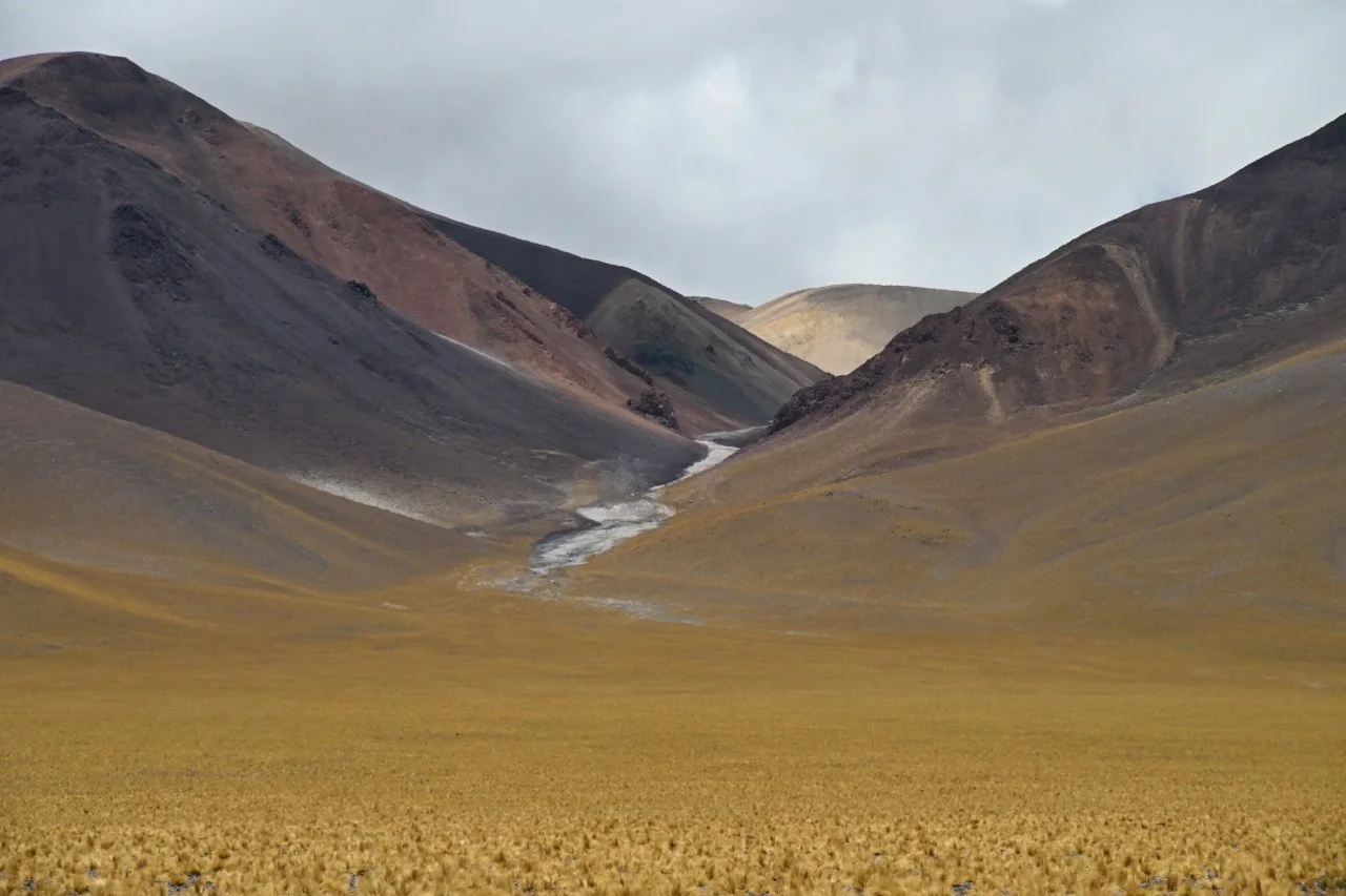  Beautiful colour of feather grass