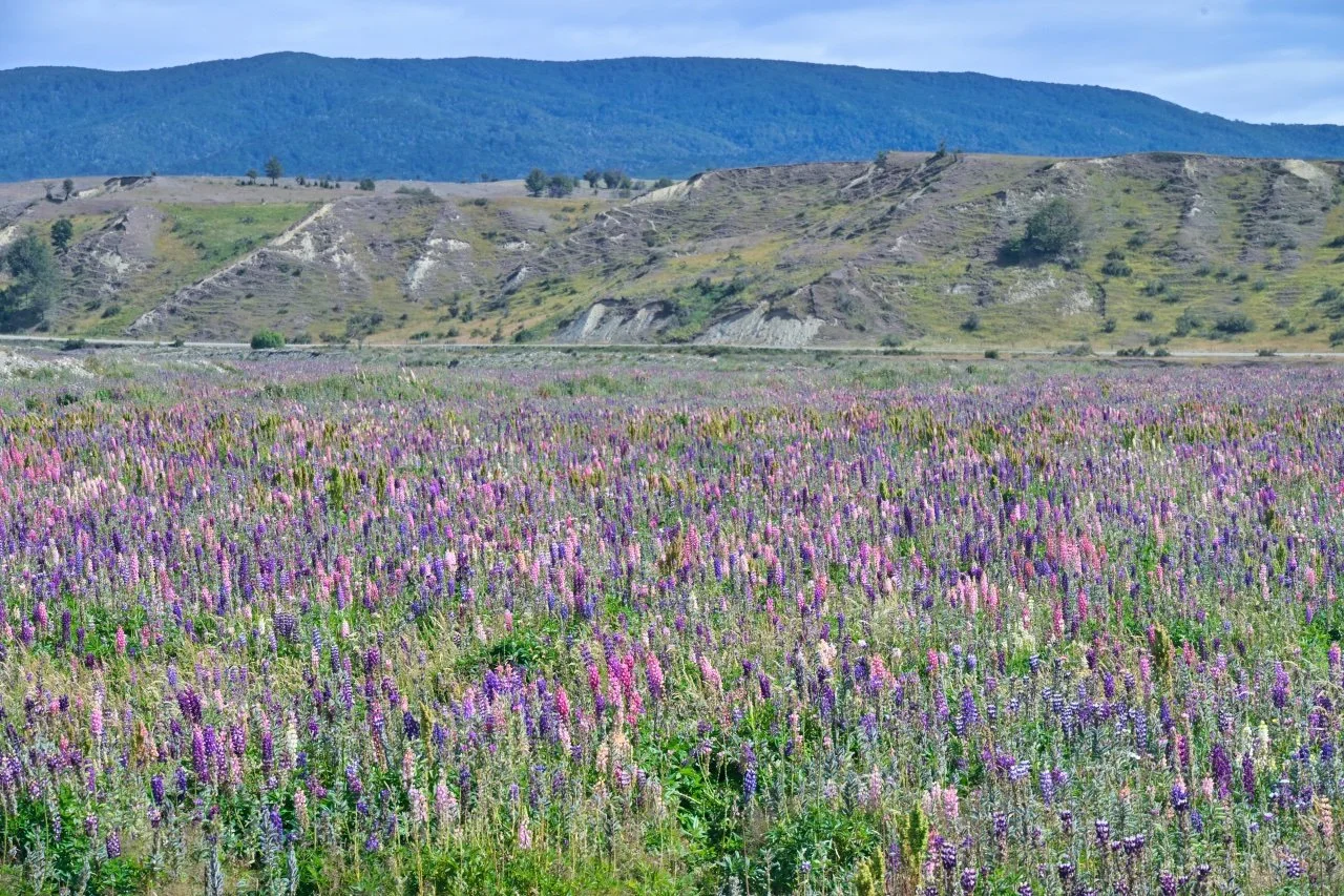 Gorgeous valley full of flowers